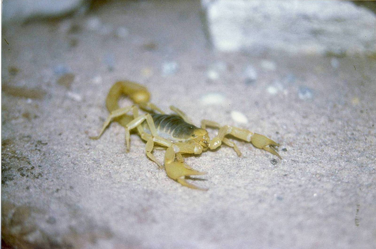 Arizona Scorpion Stratford-upon-Avon Butterfly Farm 31 July 1996