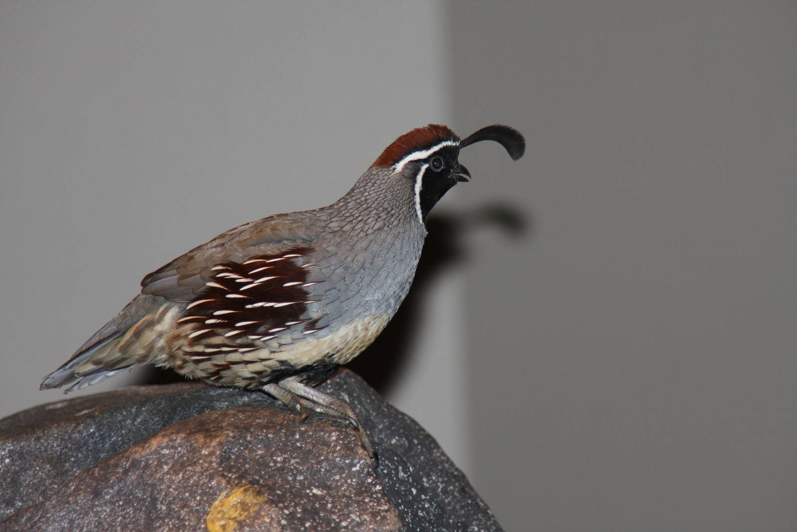 Arizona-Sonora Desert Museum 2010