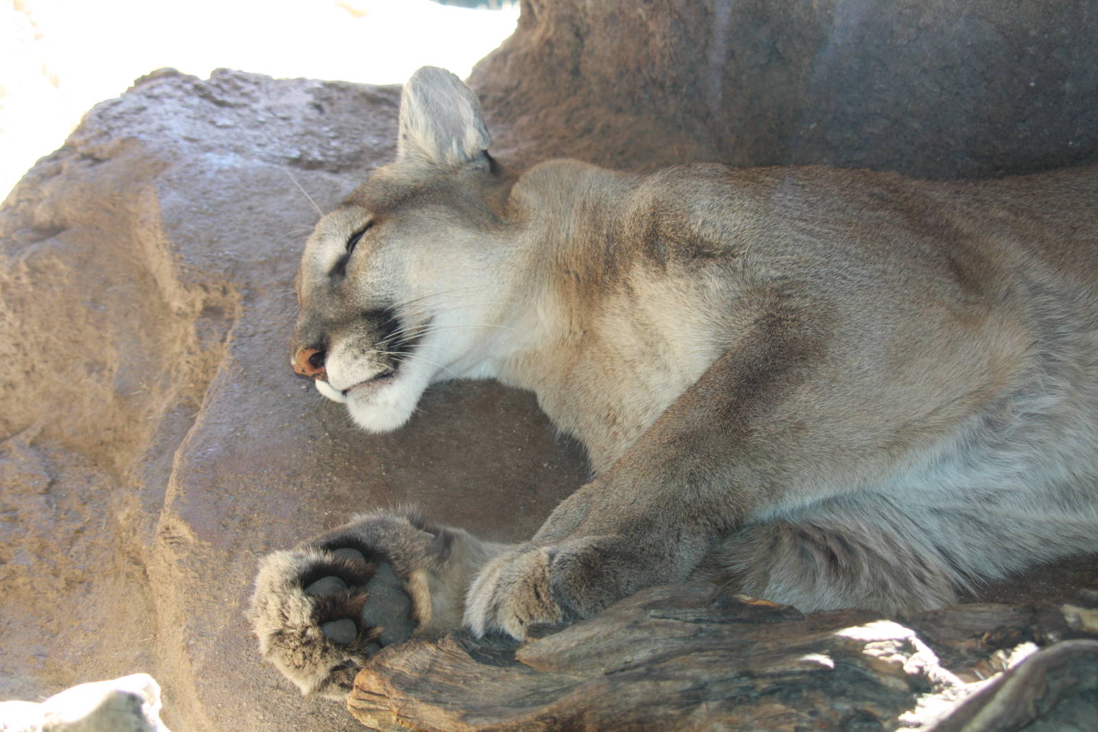Arizona-Sonora Desert Museum 2010