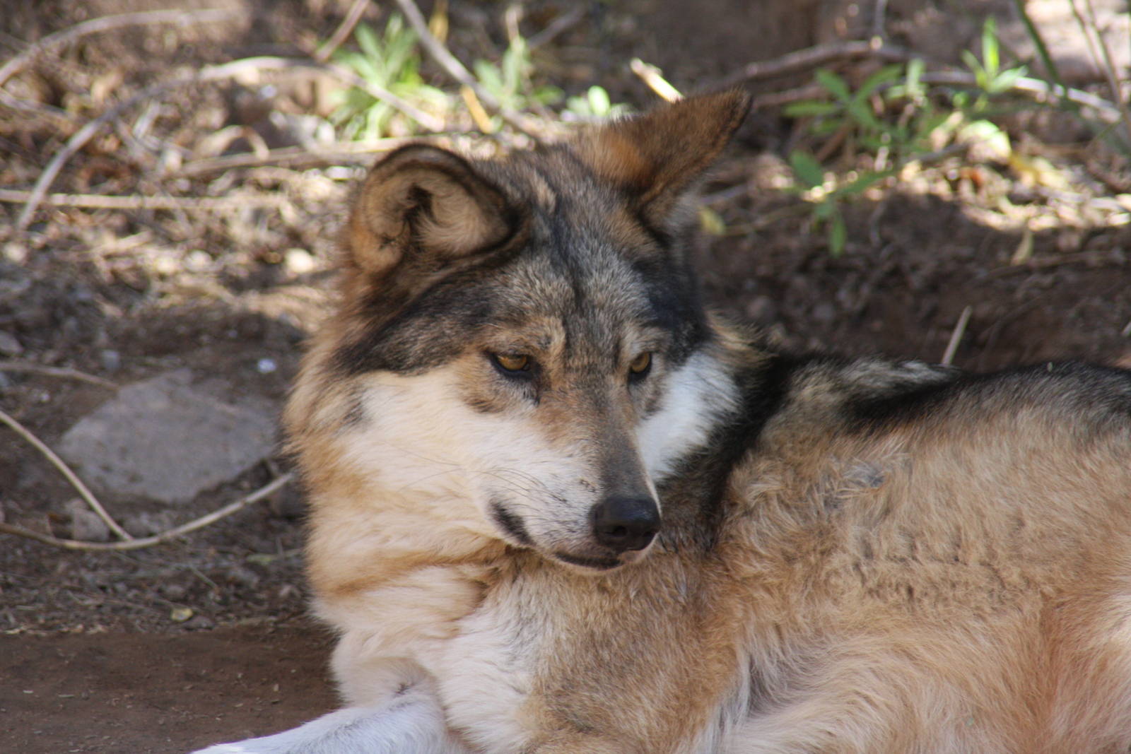 Arizona-Sonora Desert Museum 2010
