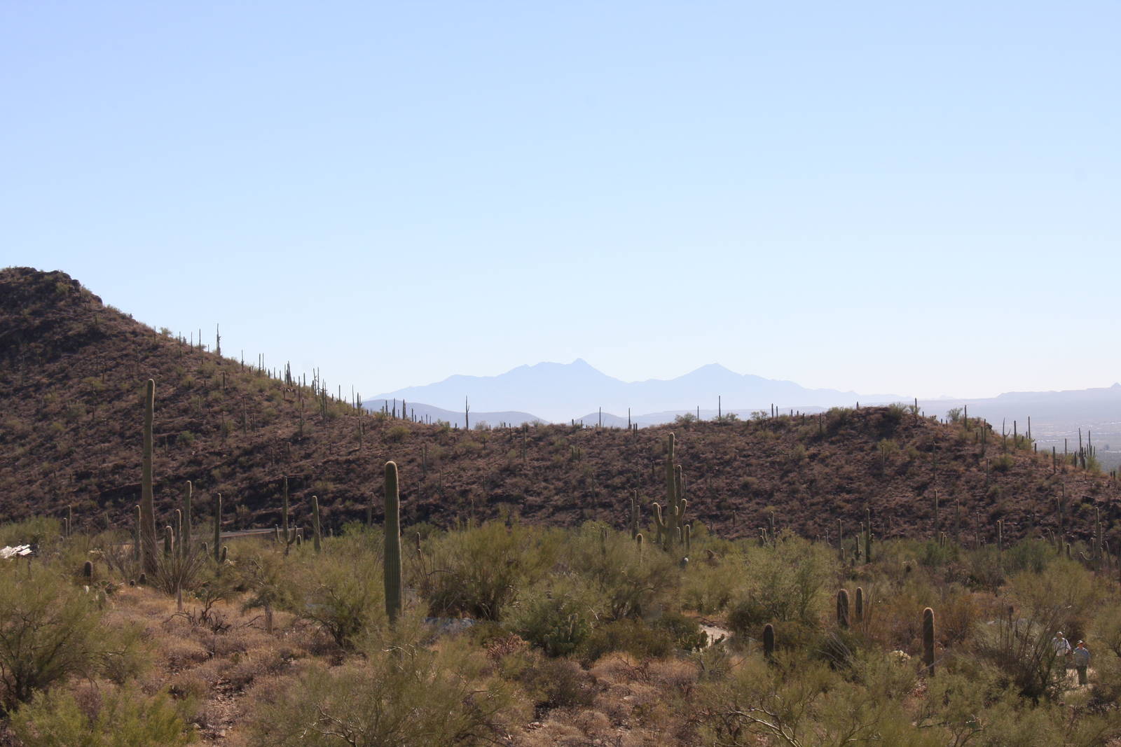 Arizona-Sonora Desert Museum 2010