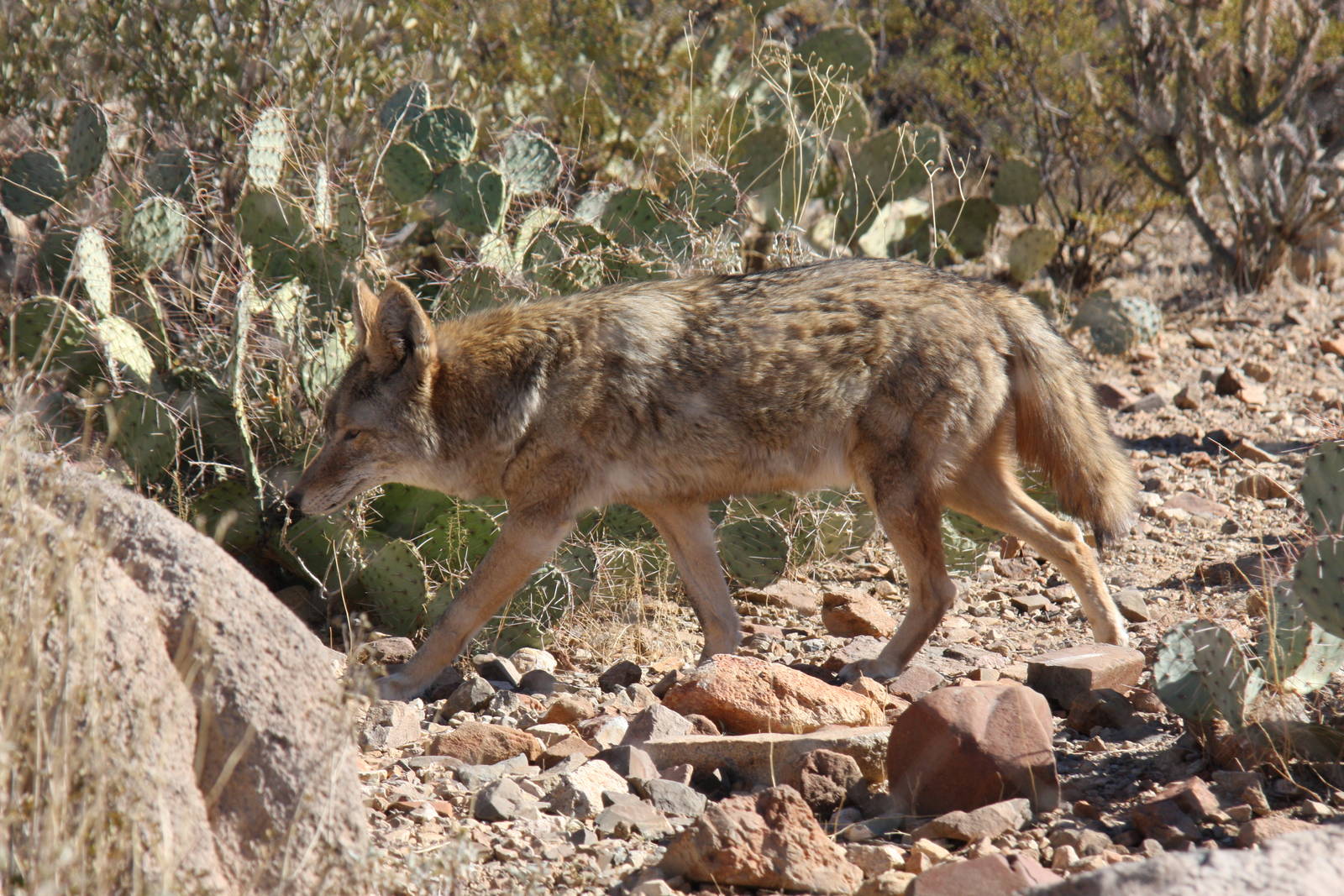 Arizona-Sonora Desert Museum 2010