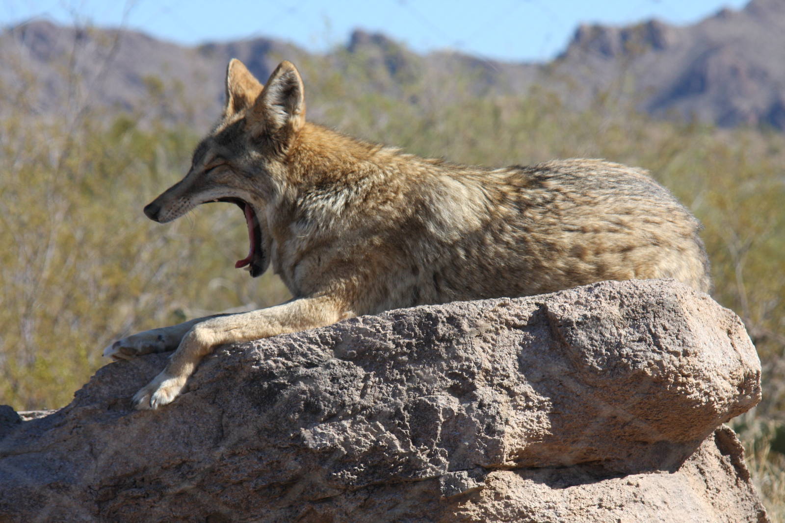 Arizona-Sonora Desert Museum 2010