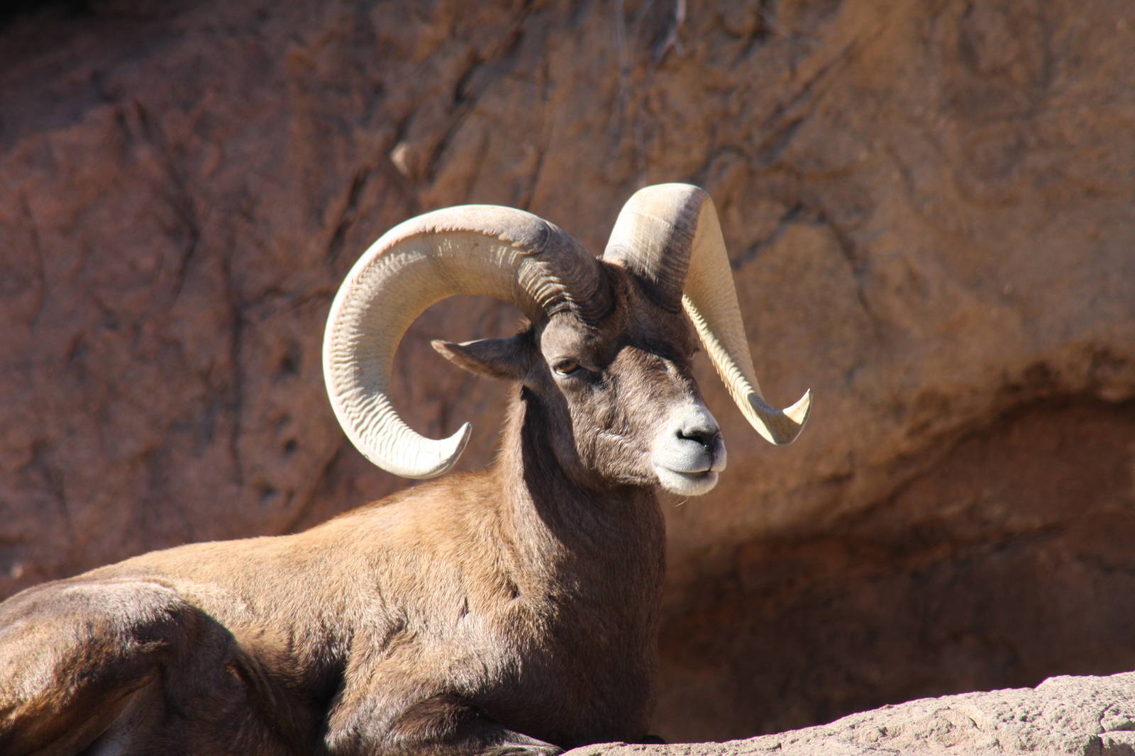 Arizona-Sonora Desert Museum 2010