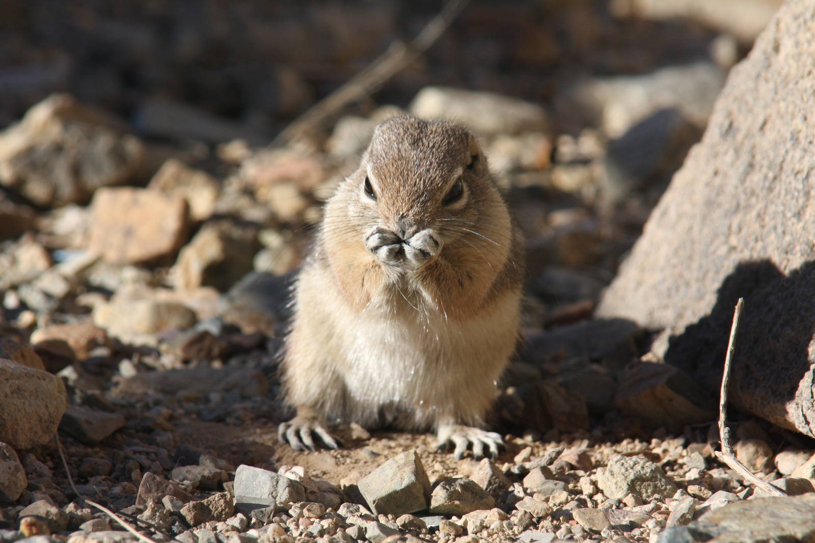 Arizona-Sonora Desert Museum 2010