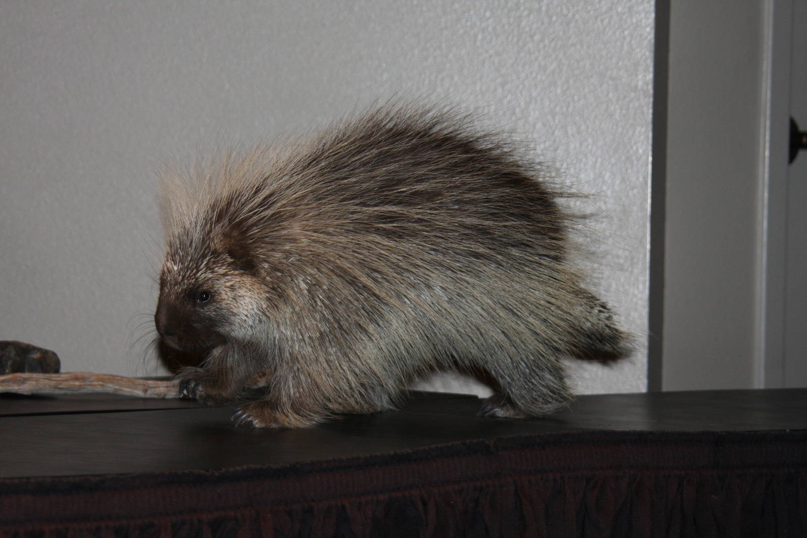 Arizona-Sonora Desert Museum 2010