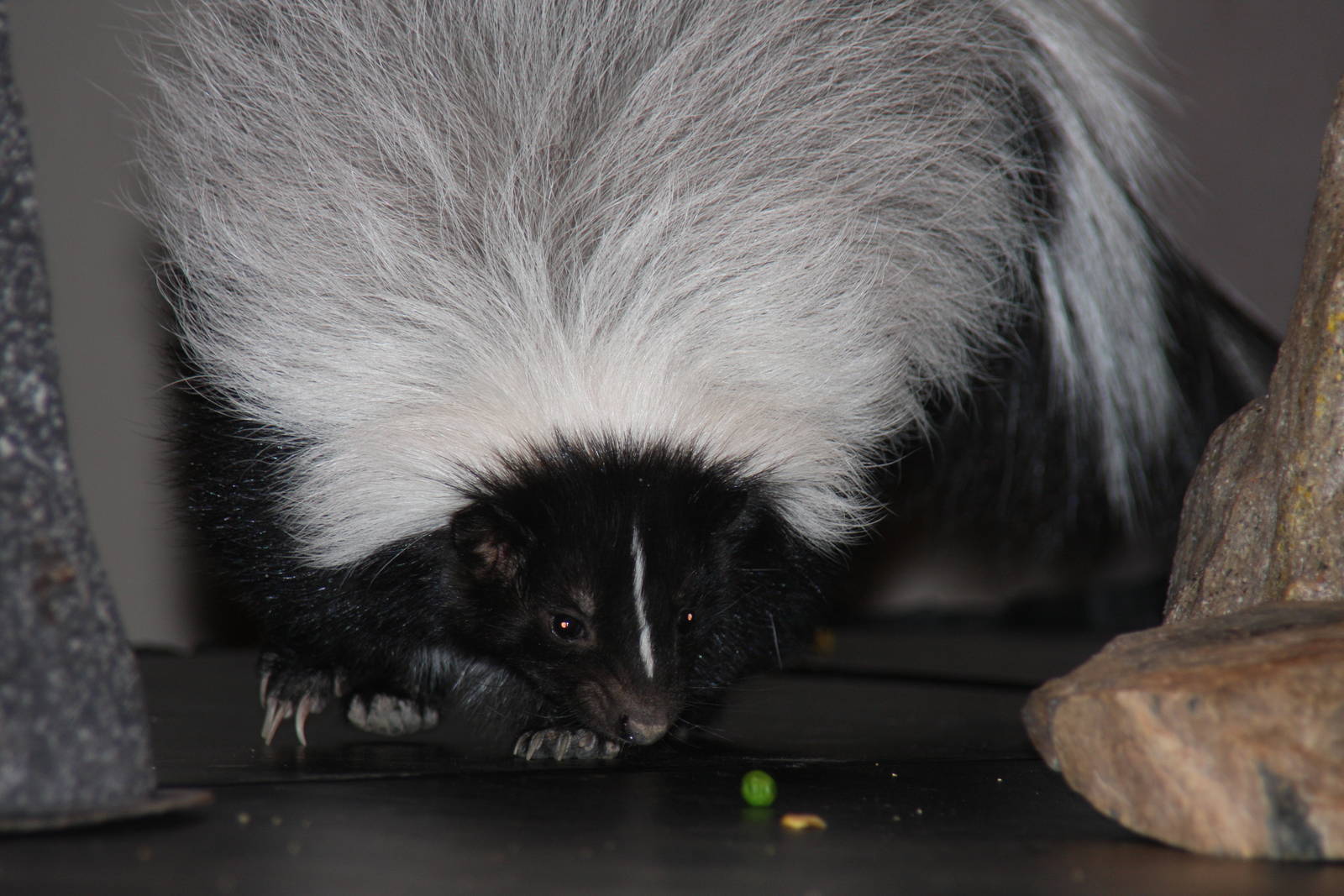 Arizona-Sonora Desert Museum 2010