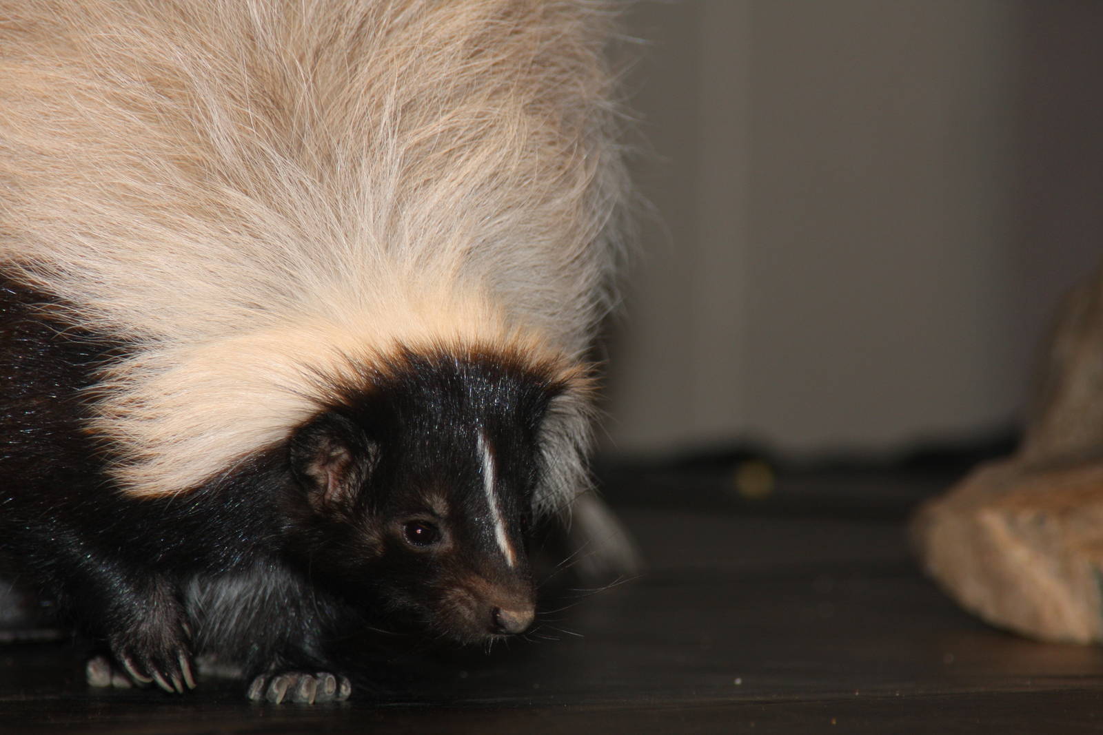 Arizona-Sonora Desert Museum 2010
