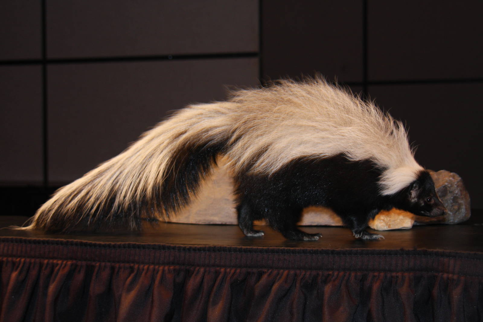 Arizona-Sonora Desert Museum 2010