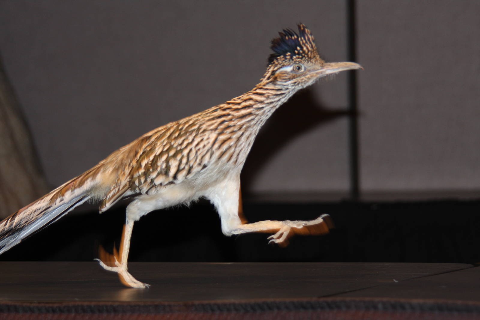 Arizona-Sonora Desert Museum 2010