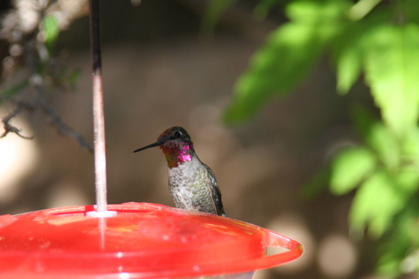 Arizona-Sonora Desert Museum 2010