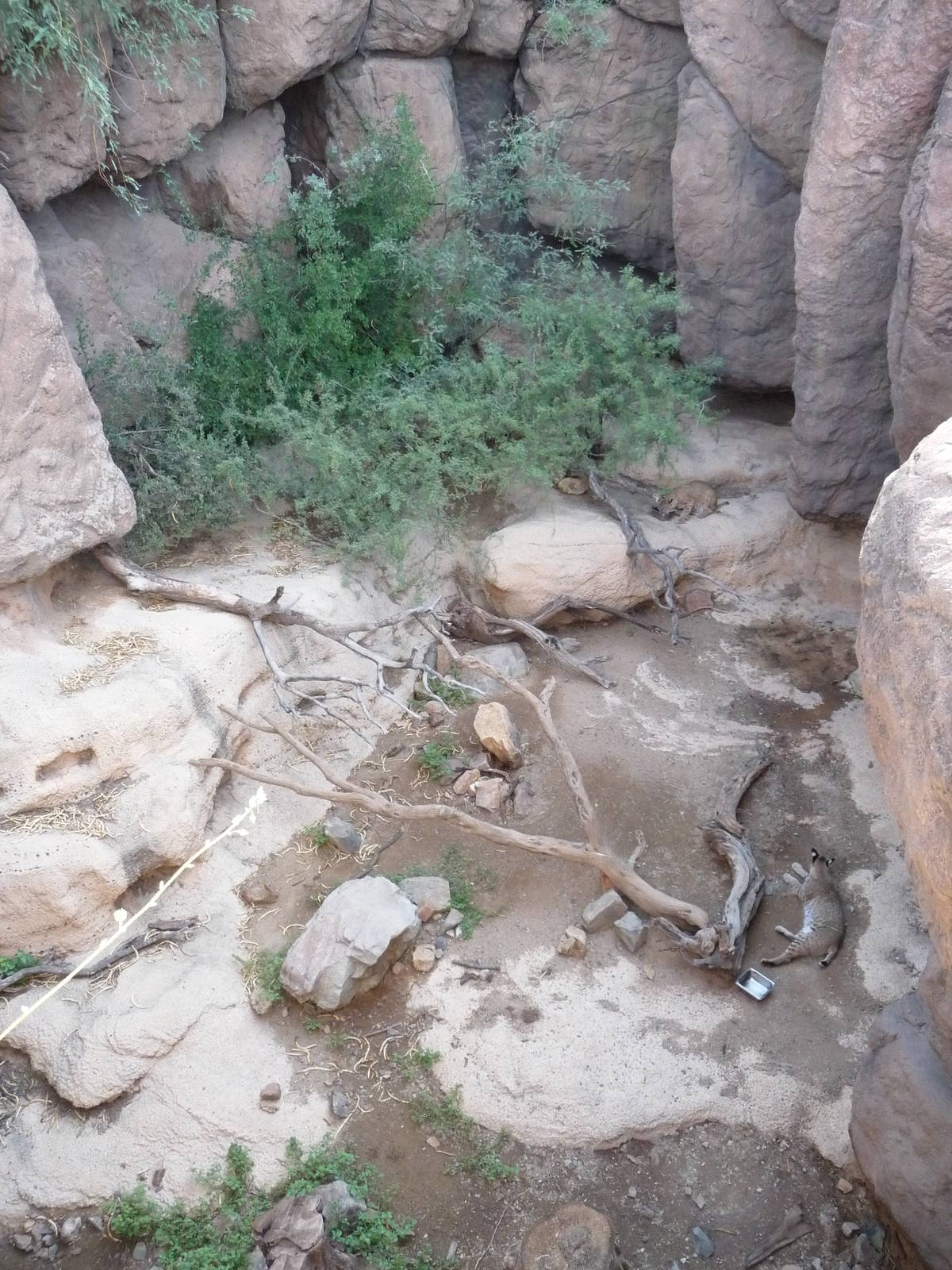 Arizona-Sonora Desert Museum - Bobcat Exhibit