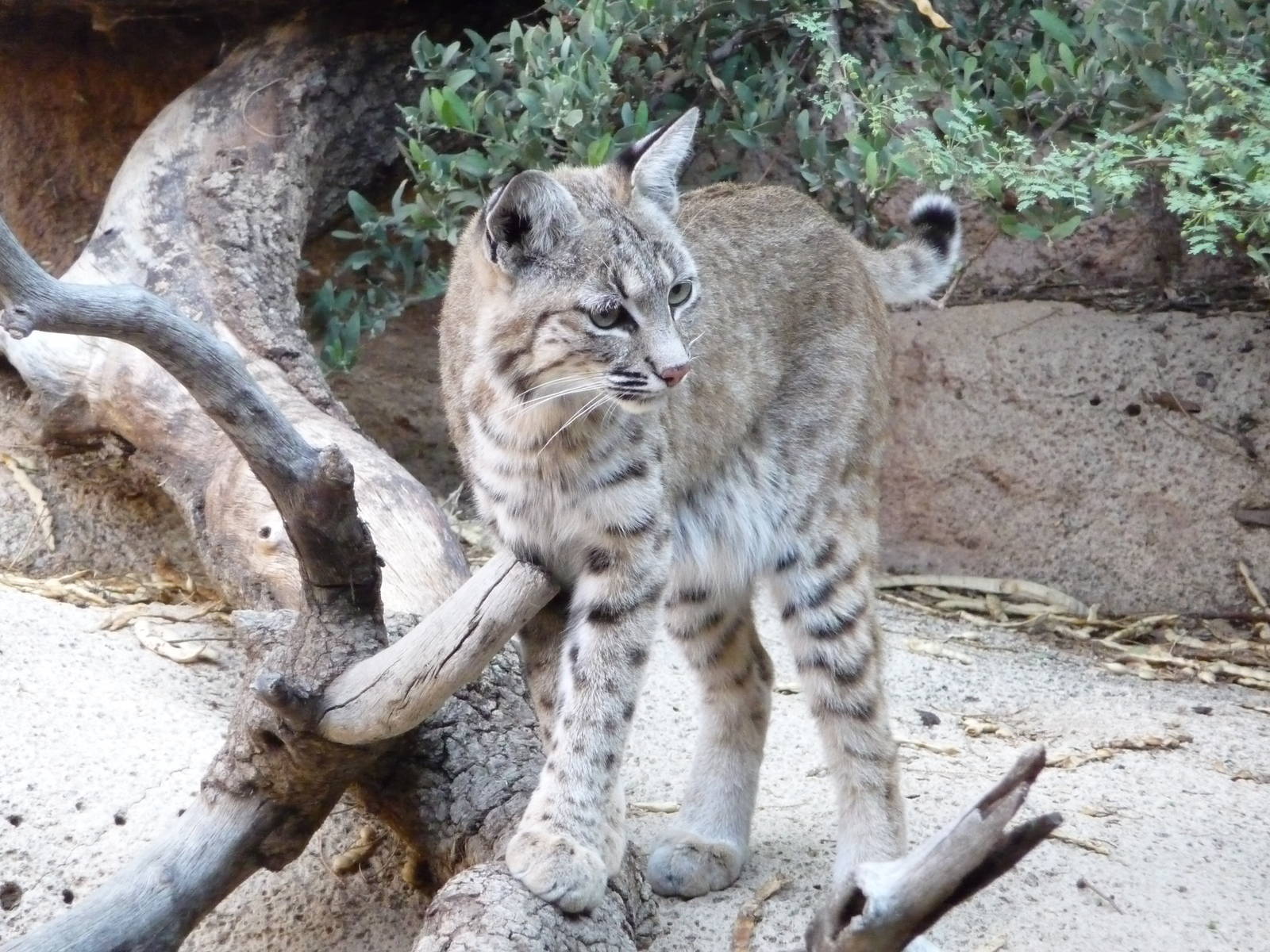 Arizona-Sonora Desert Museum - Bobcat