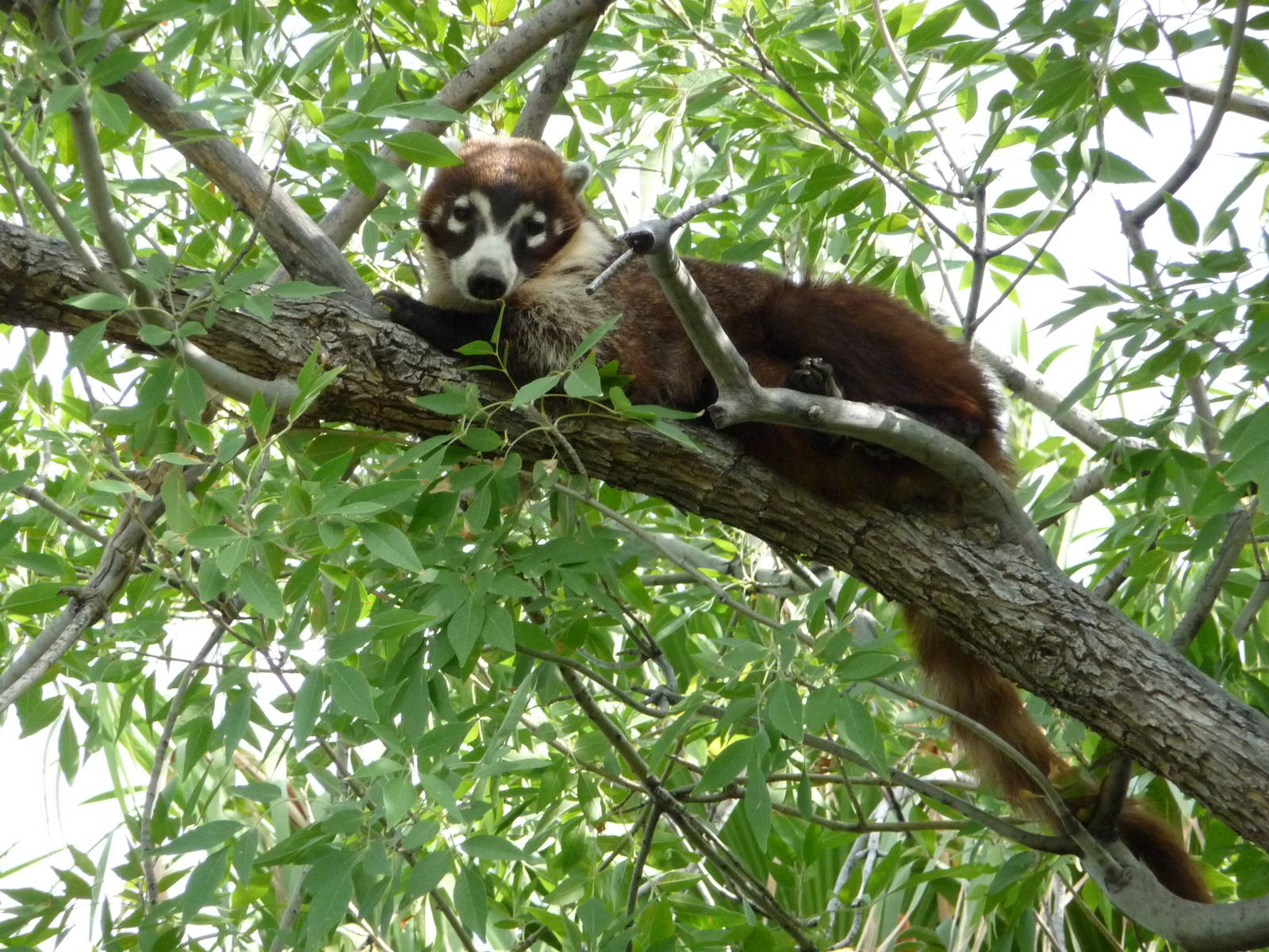 Arizona-Sonora Desert Museum - Coatimundi