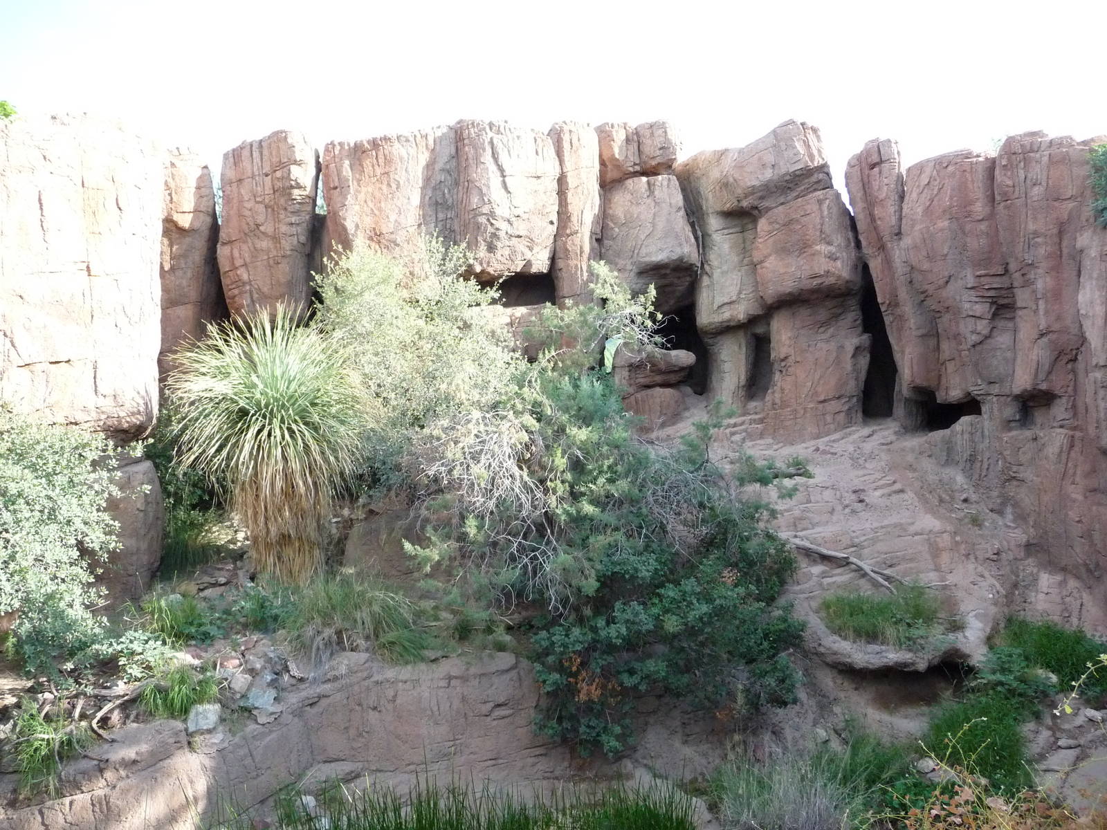 Arizona-Sonora Desert Museum - Cougar Exhibit