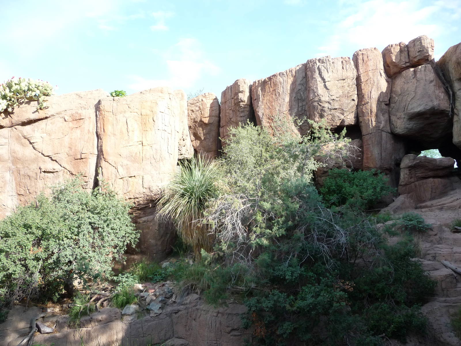 Arizona-Sonora Desert Museum - Cougar Exhibit