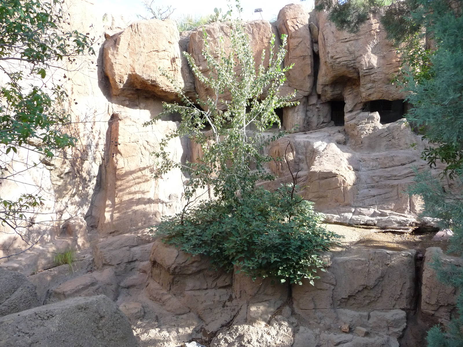 Arizona-Sonora Desert Museum - Cougar Exhibit