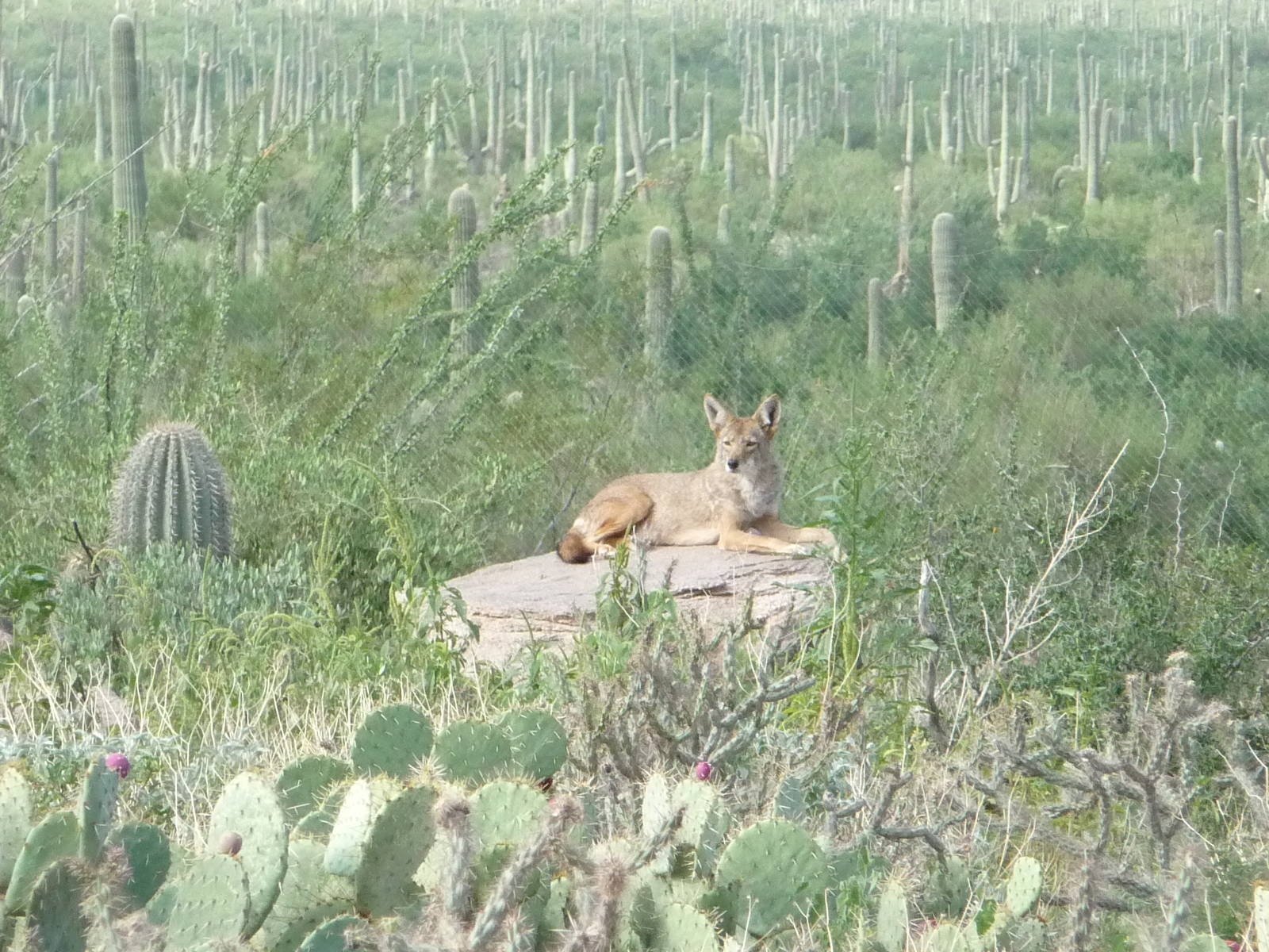 Arizona-Sonora Desert Museum - Coyote Exhibit