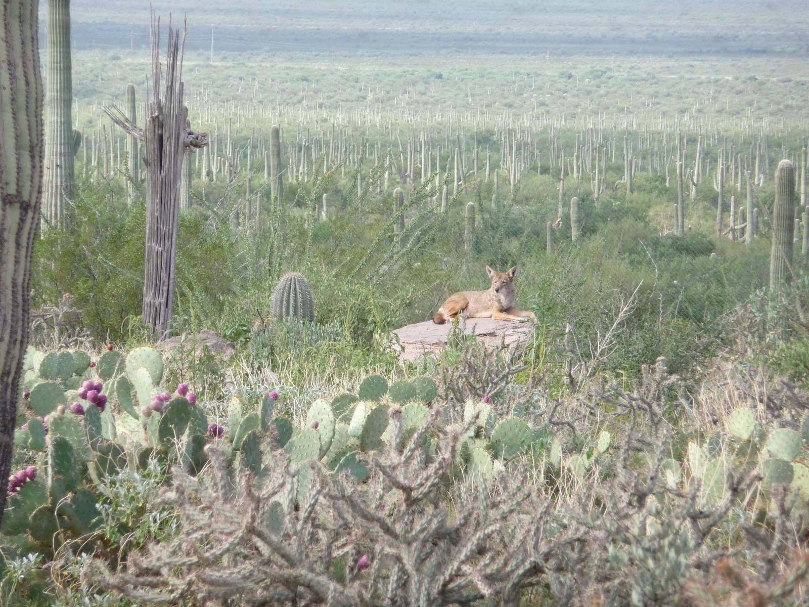 Arizona-Sonora Desert Museum - Coyote Exhibit