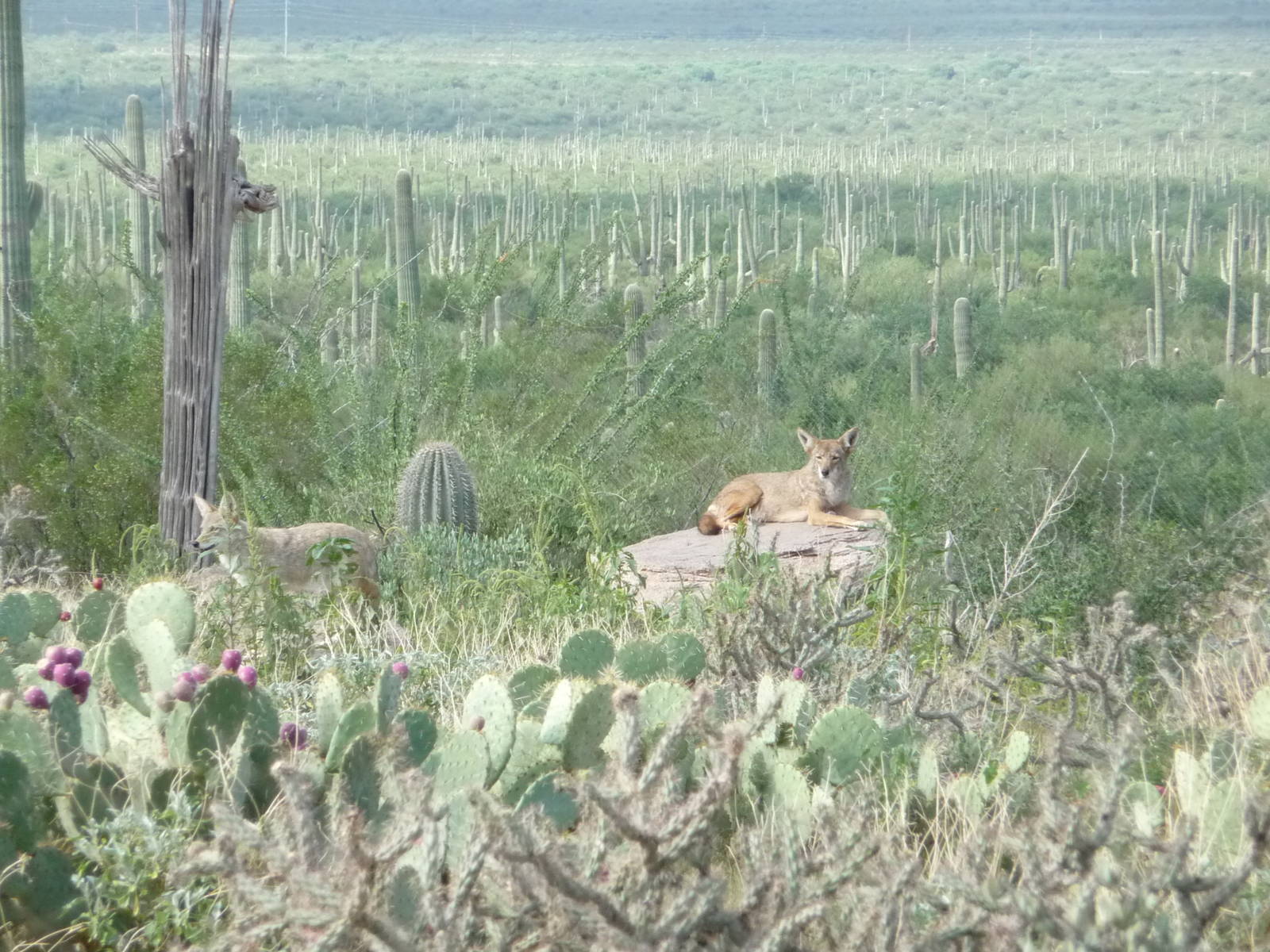 Arizona-Sonora Desert Museum - Coyote Exhibit