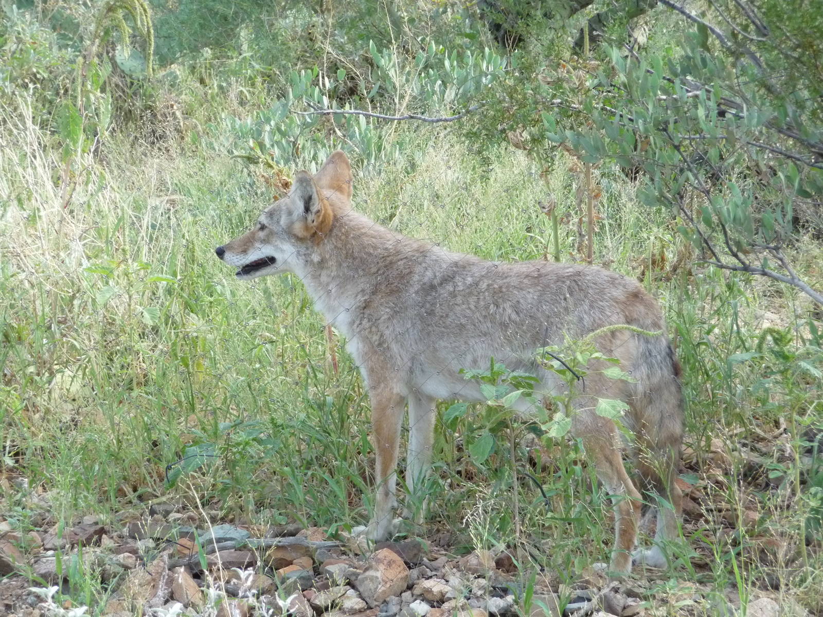 Arizona-Sonora Desert Museum - Coyote