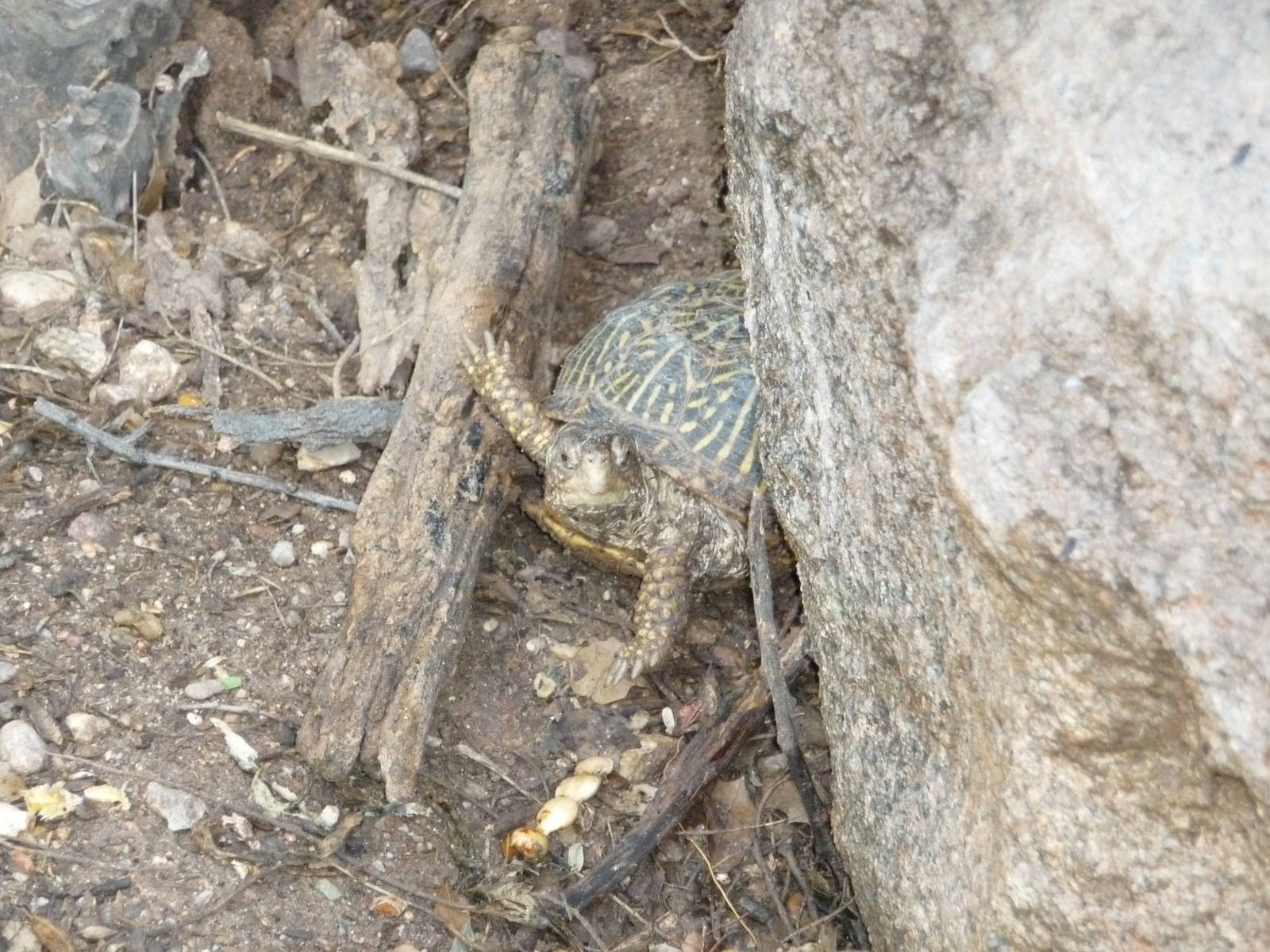 Arizona-Sonora Desert Museum - Desert Tortoise