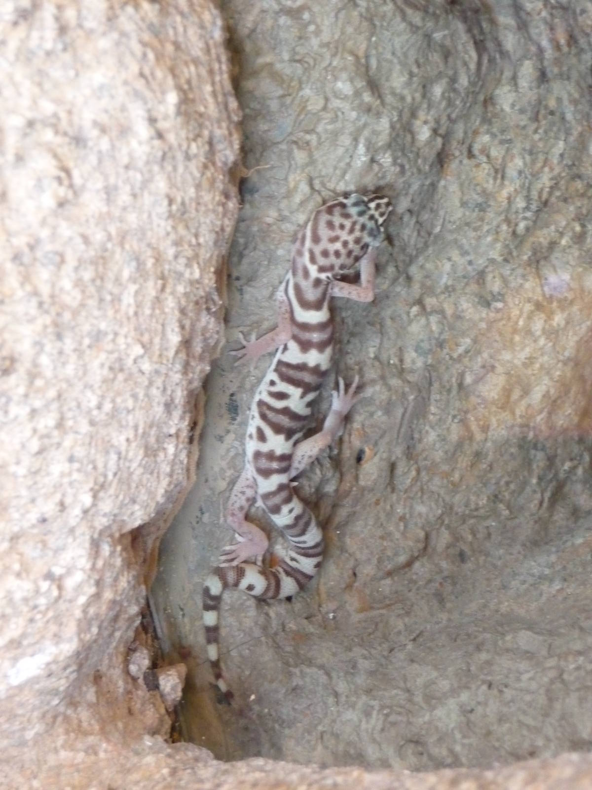 Arizona-Sonora Desert Museum - Gecko