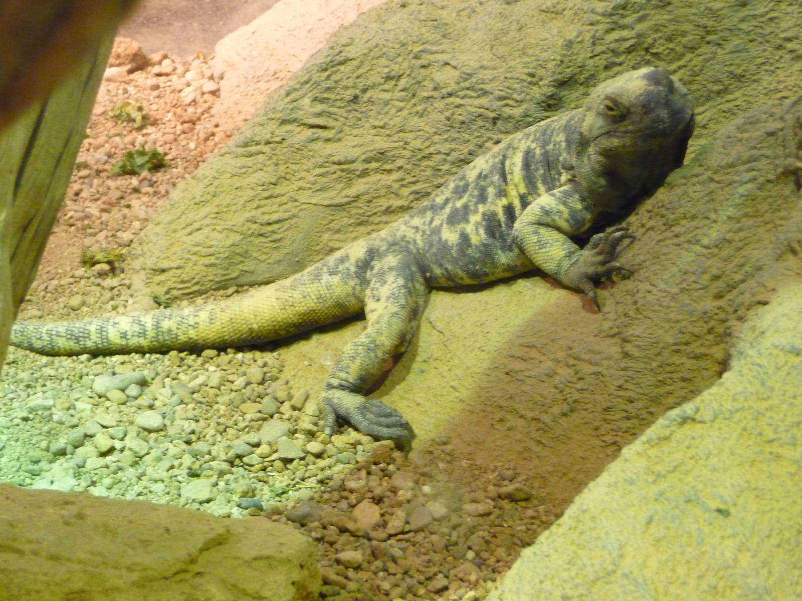 Arizona-Sonora Desert Museum - Herpetarium
