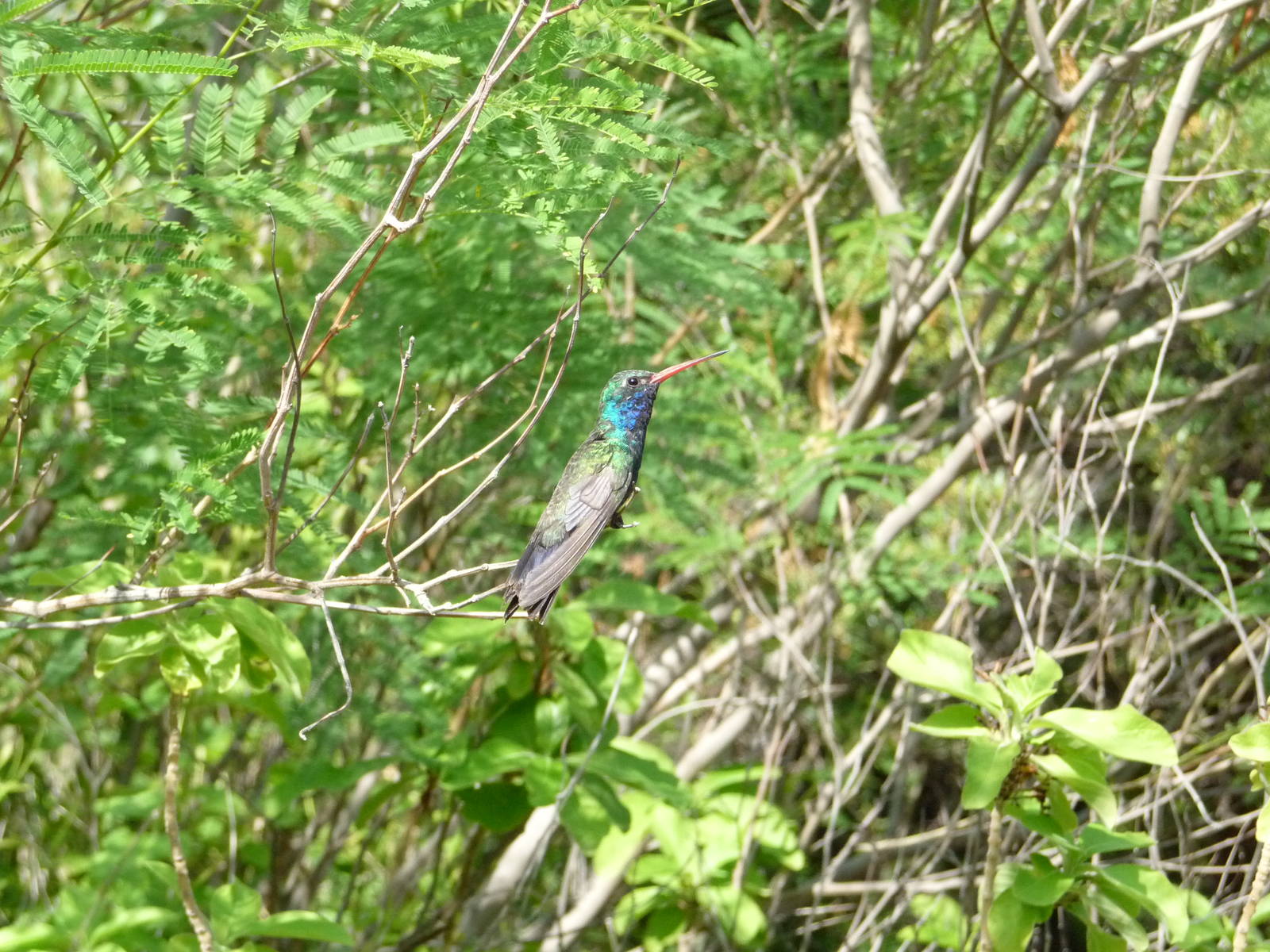 Arizona-Sonora Desert Museum - Hummingbird