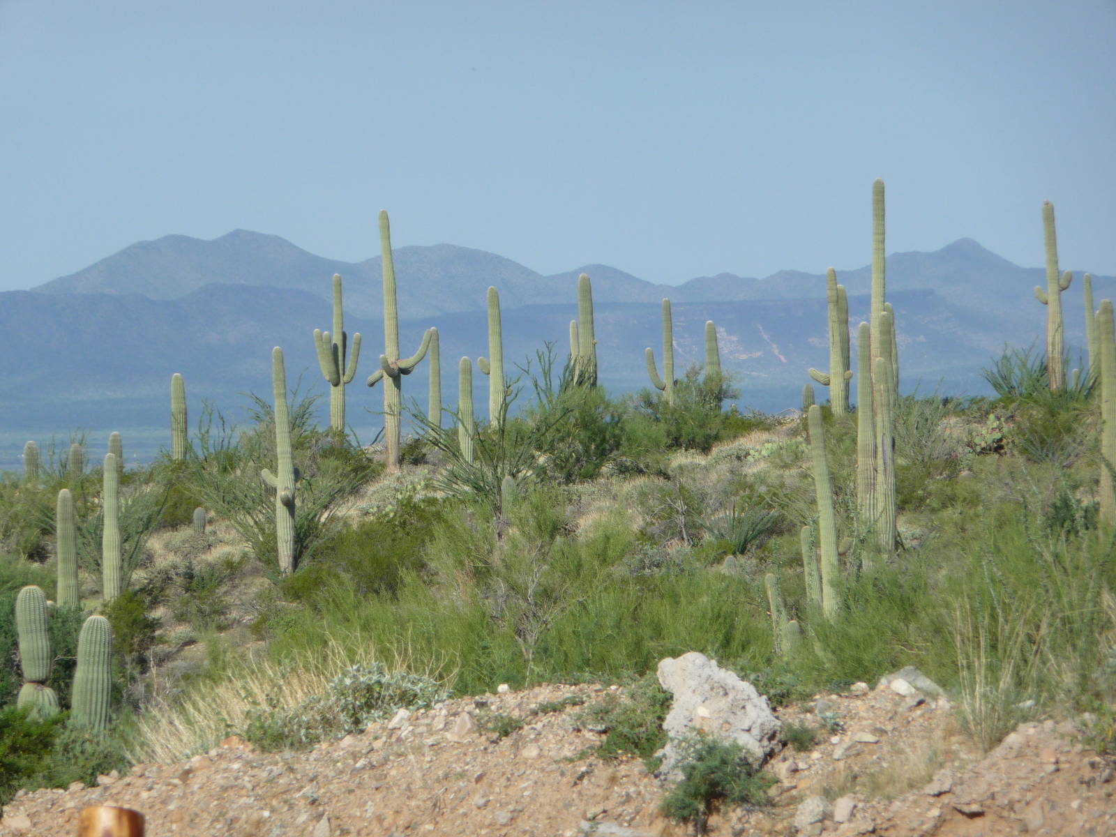 Arizona-Sonora Desert Museum - Inside the zoo