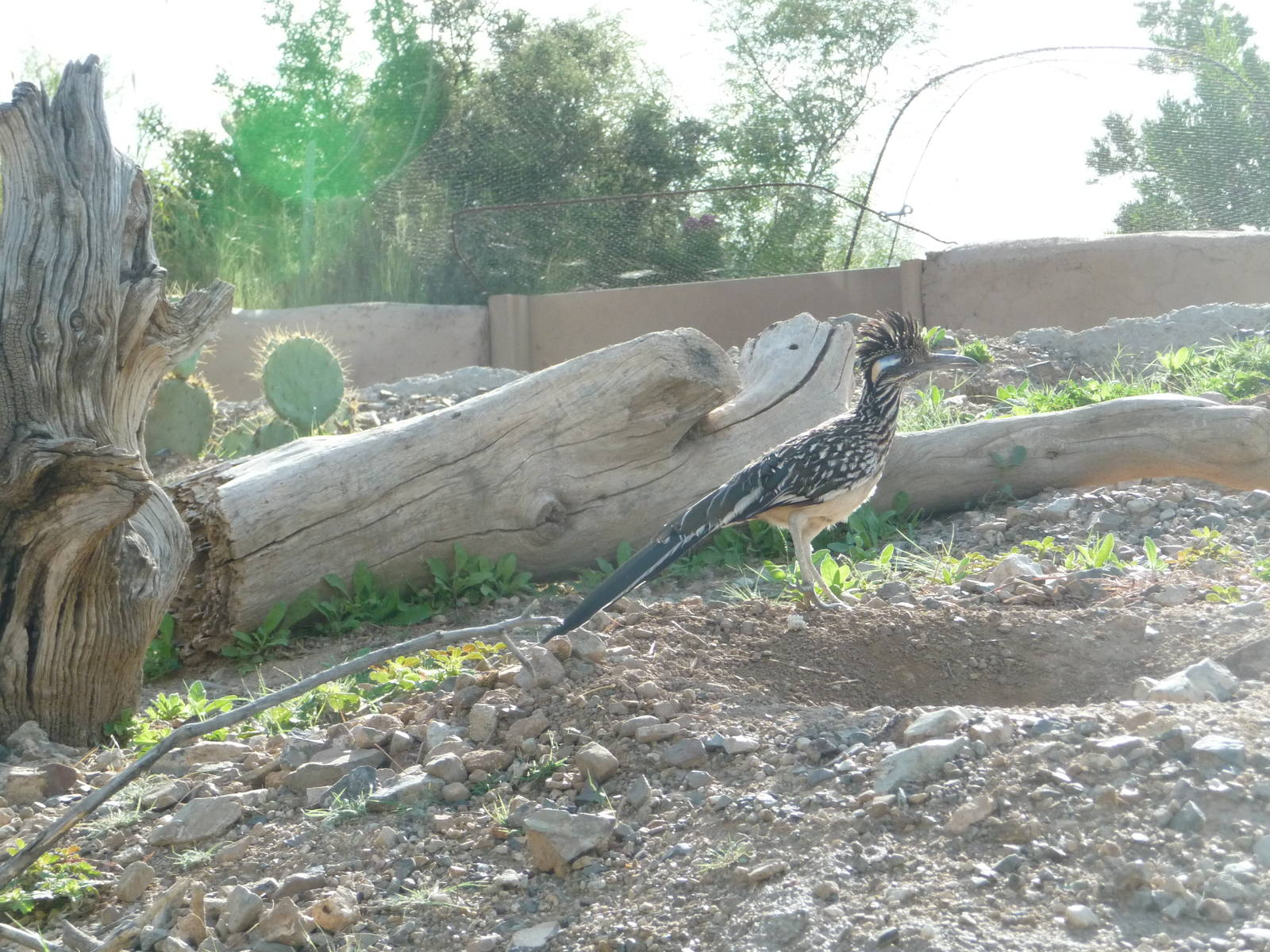 Arizona-Sonora Desert Museum - Prairie Dog Exhibit