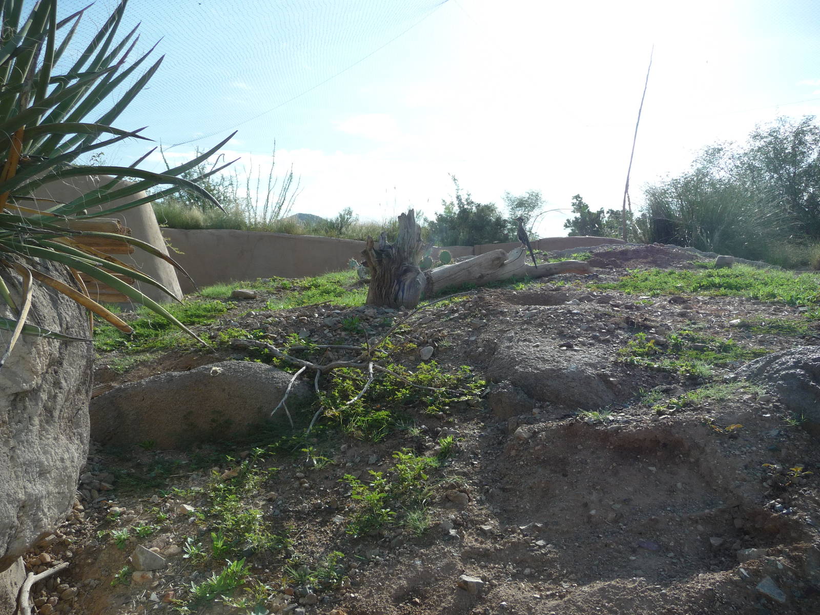 Arizona-Sonora Desert Museum - Prairie Dog Exhibit