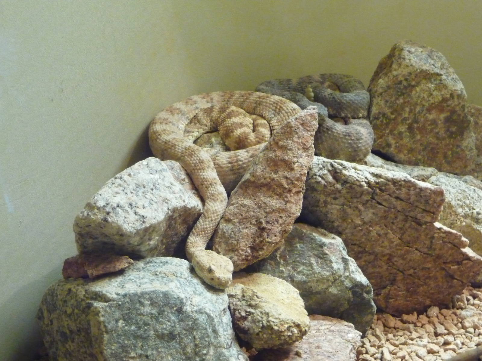 Arizona-Sonora Desert Museum - Rattlesnake