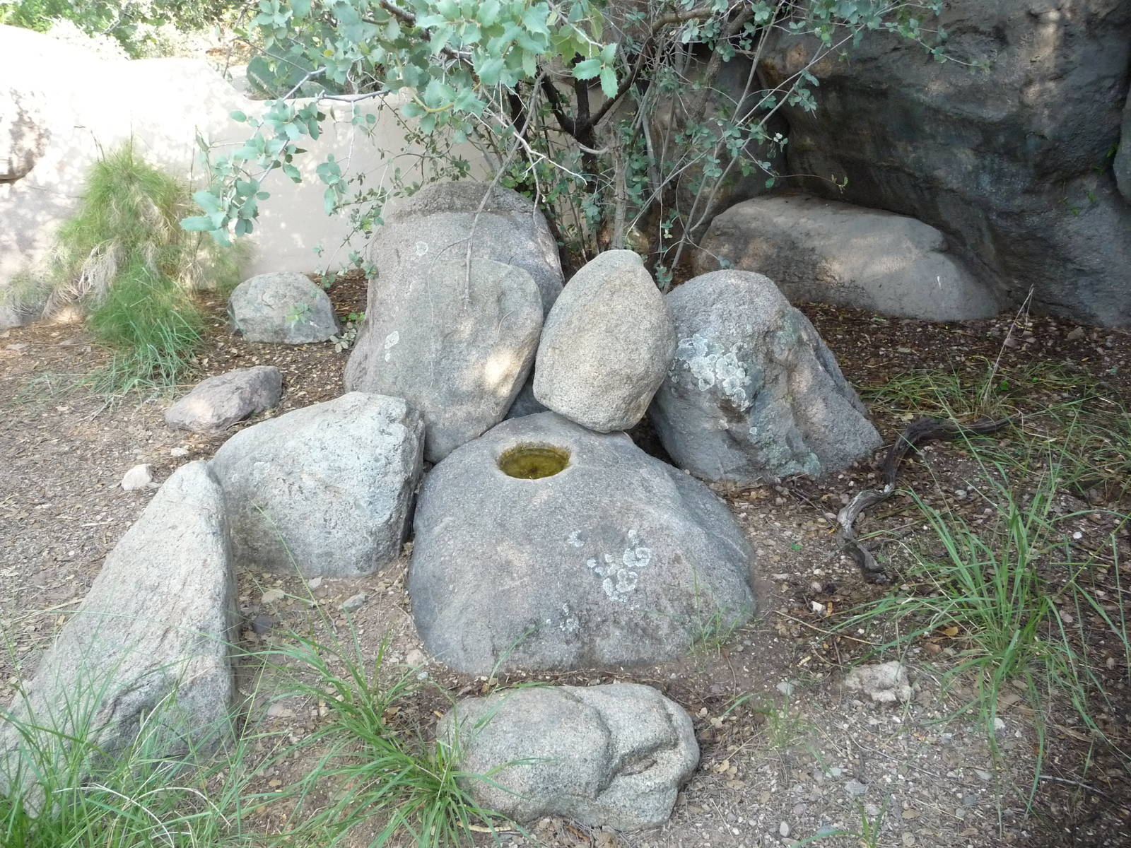 Arizona-Sonora Desert Museum - Tortoise Exhibit