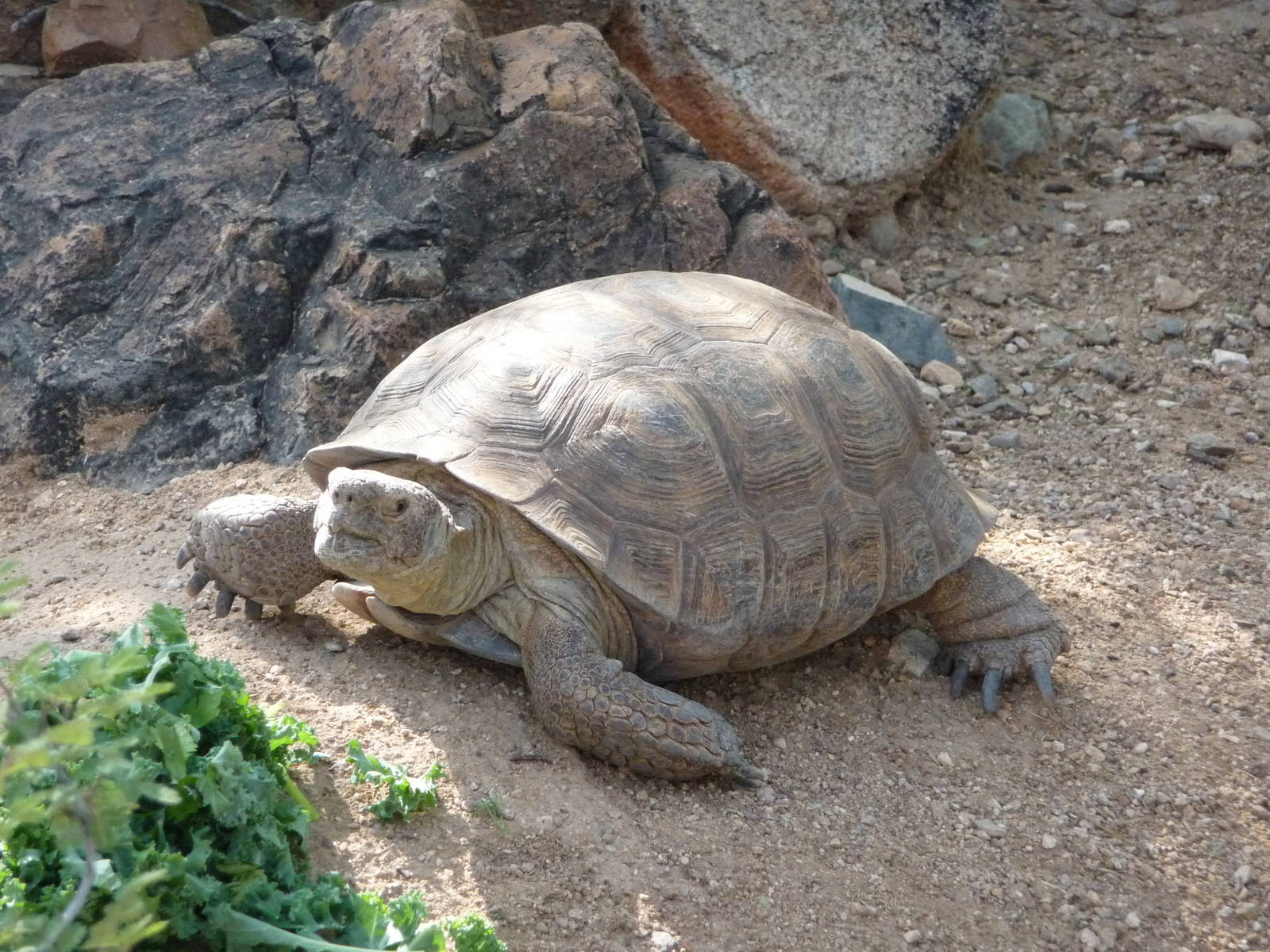 Arizona-Sonora Desert Museum - Tortoise