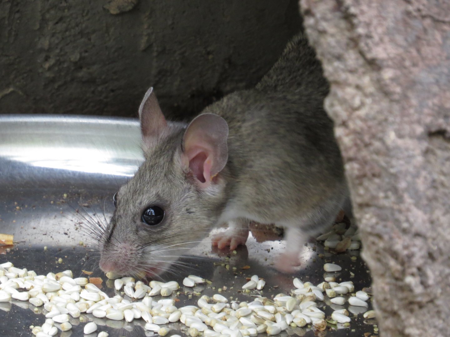 Arizona-Sonora Desert Museum White-throated Woodrat (Neotoma albigula) 09/06/2025