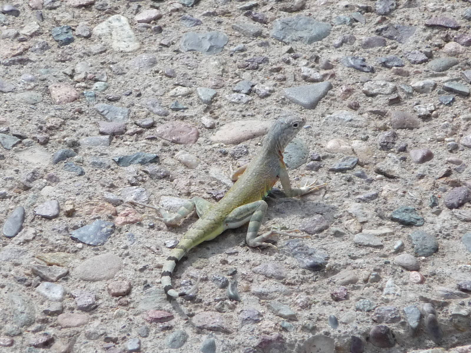 Arizona-Sonora Desert Museum - Wild Lizard