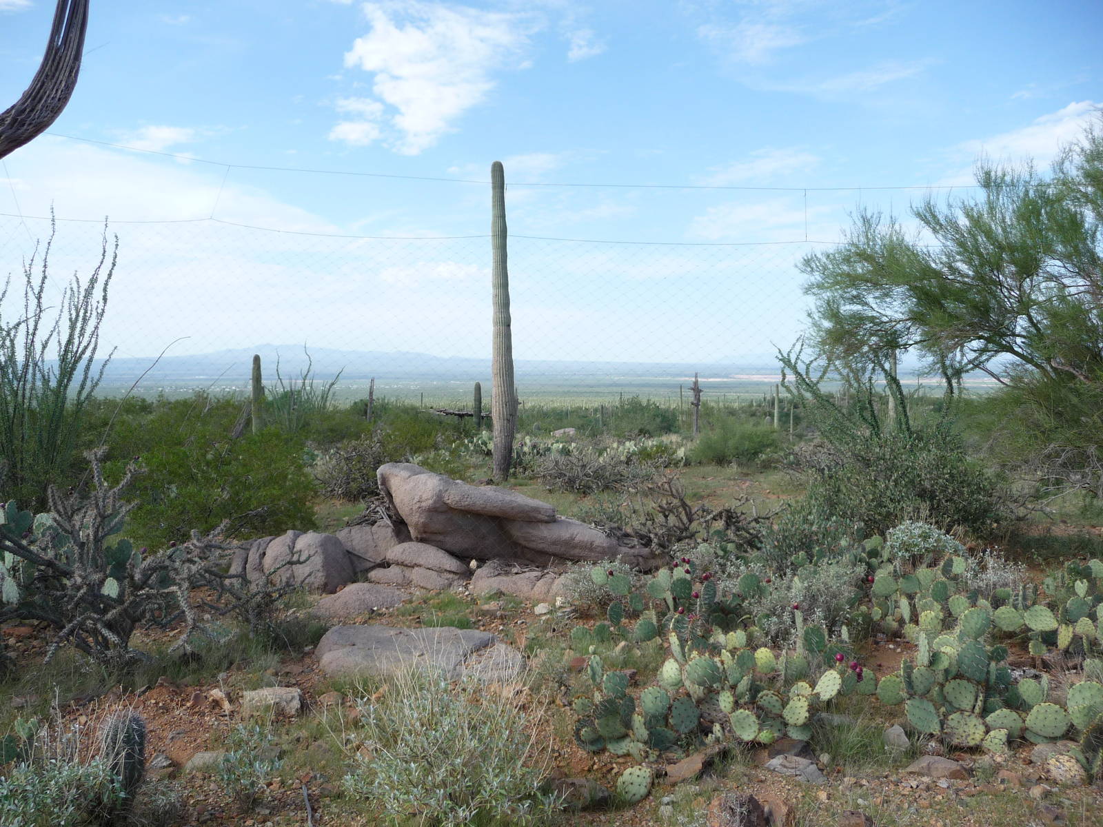 Arizona-Sonora Desert Museum - Zoo Scenery