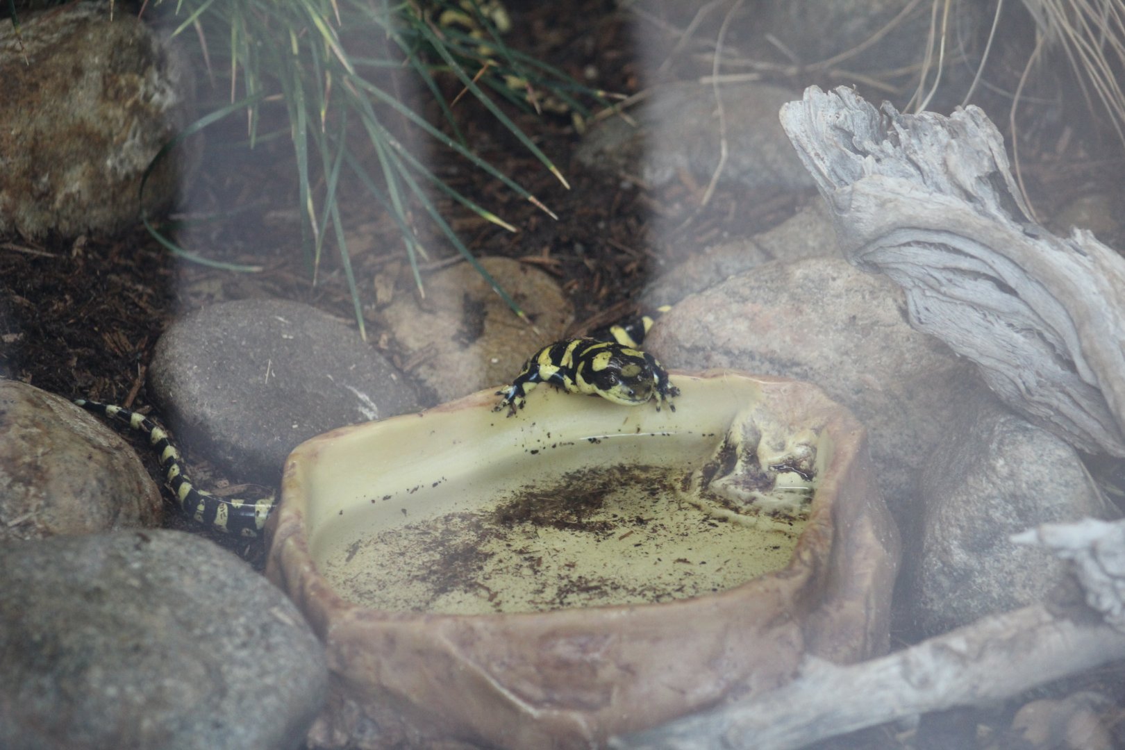 Arizona Tiger Salamander