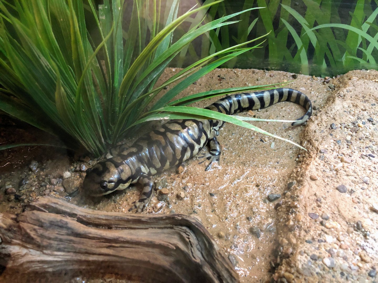 Arizona Tiger Salamander
