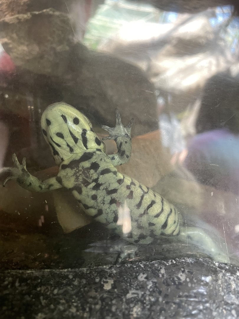 Arizona Tiger Salamander