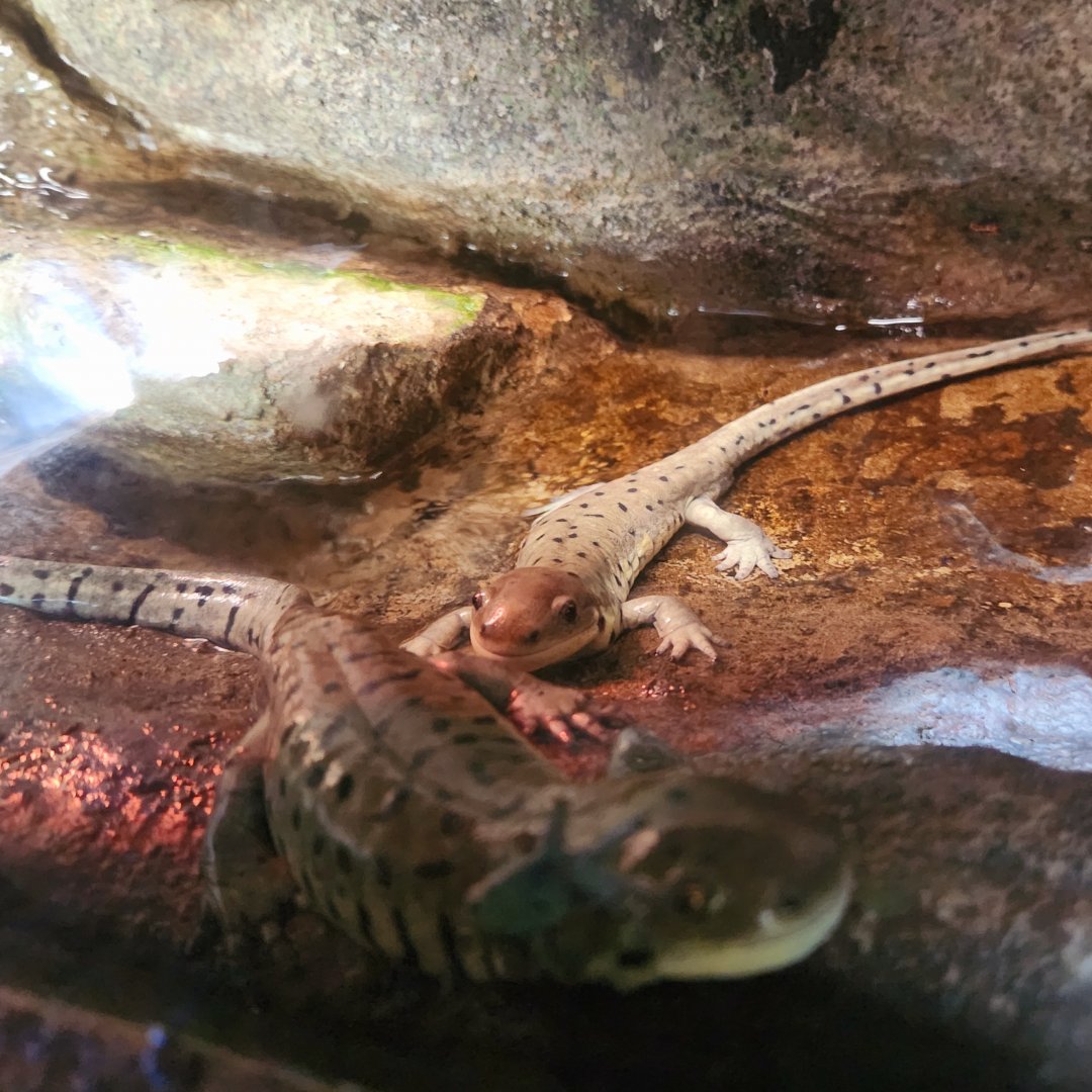 Arizona Tiger Salamanders (Ambystoma mavortium nebulosum)