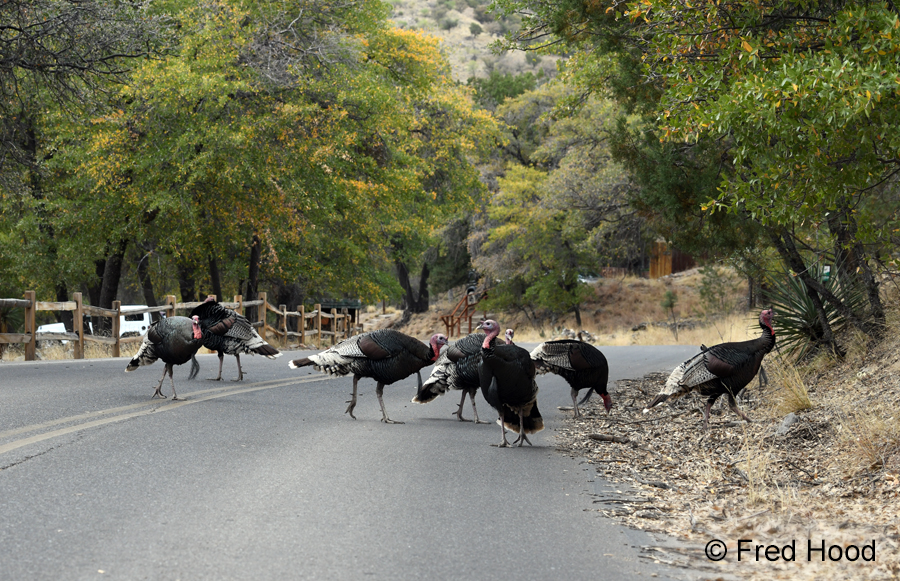 Arizona traffic jam