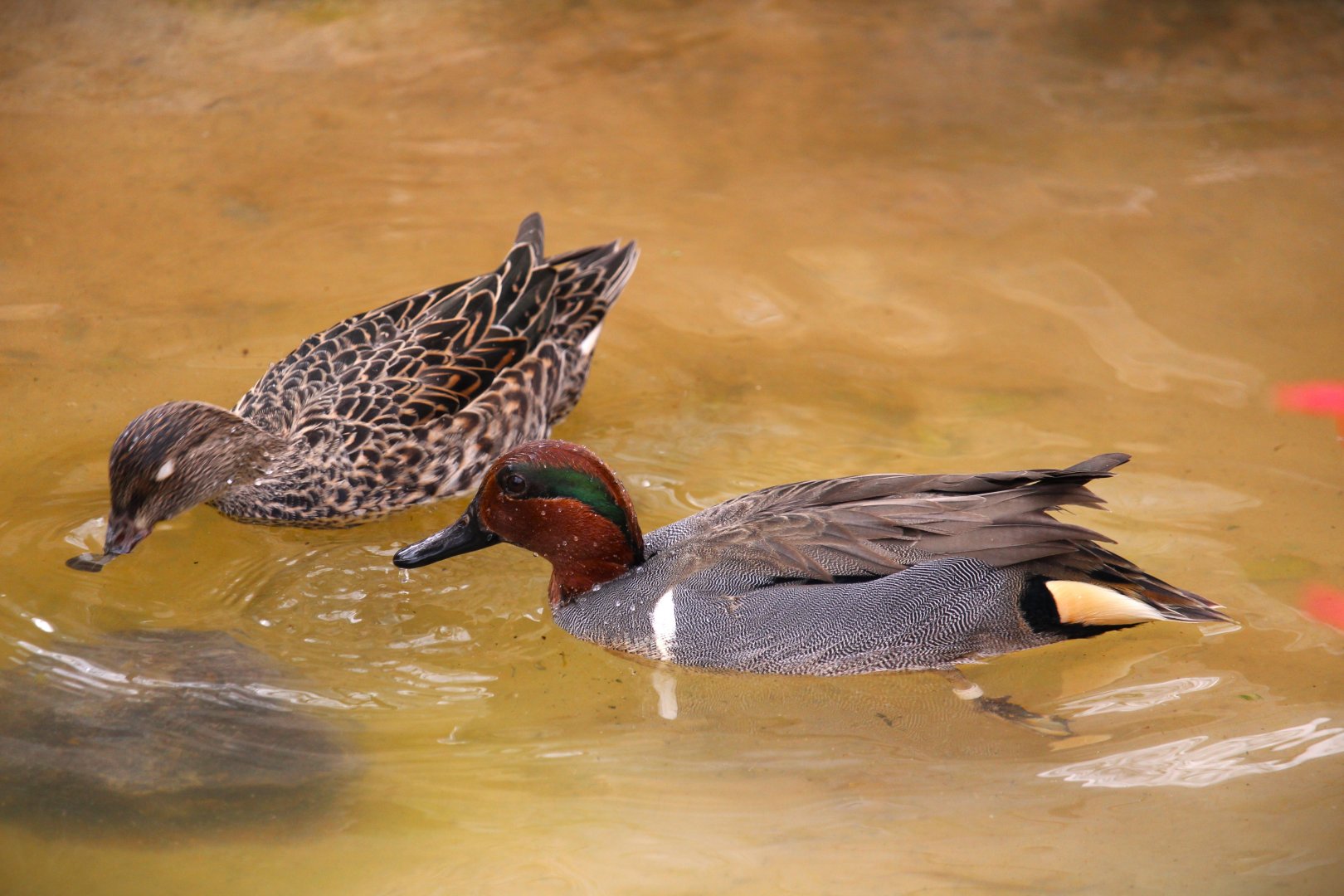 Arizona Trail - American Green-winged Teals