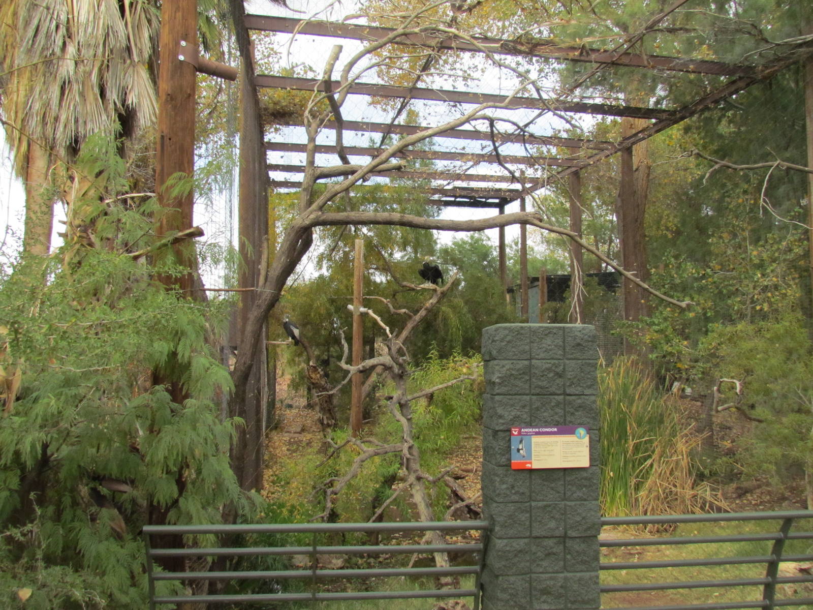 Arizona Trail - Andean Condor Exhibit