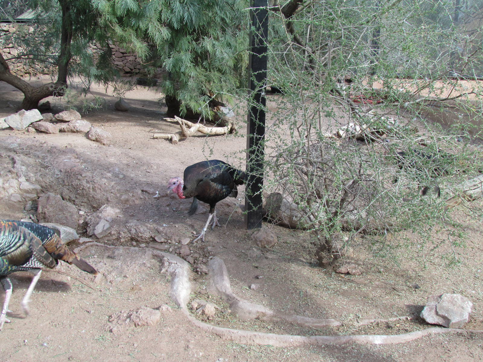 Arizona Trail - Aviary