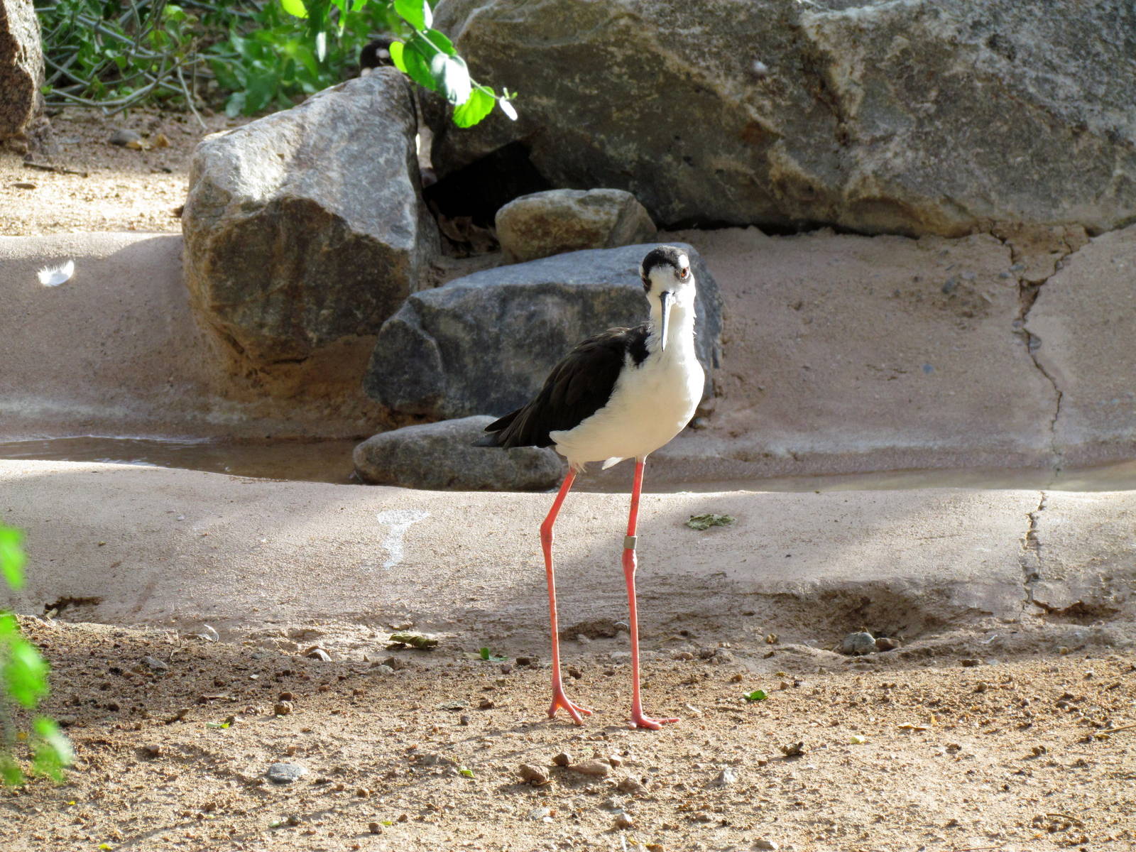 Arizona Trail - Aviary