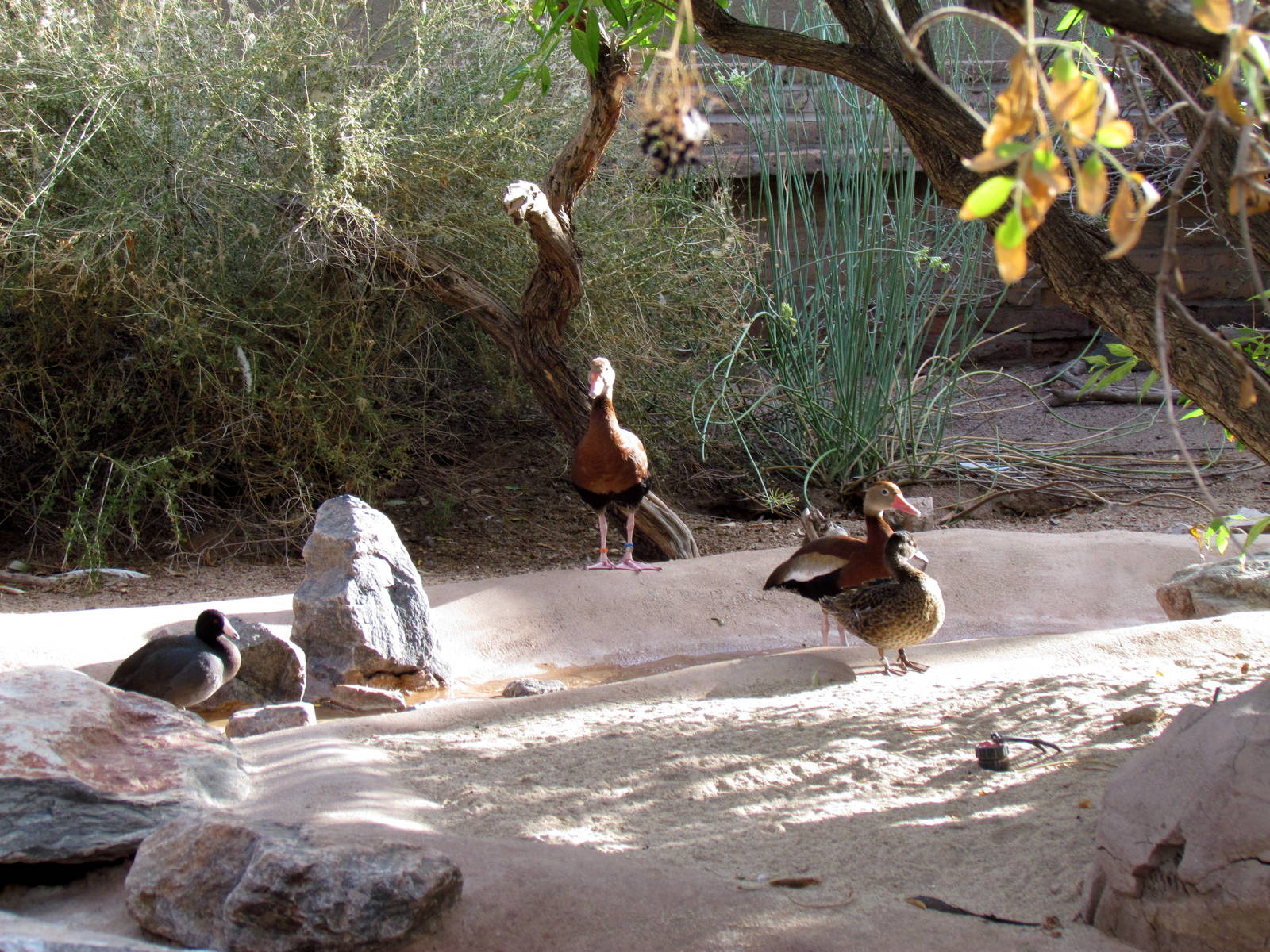 Arizona Trail - Aviary