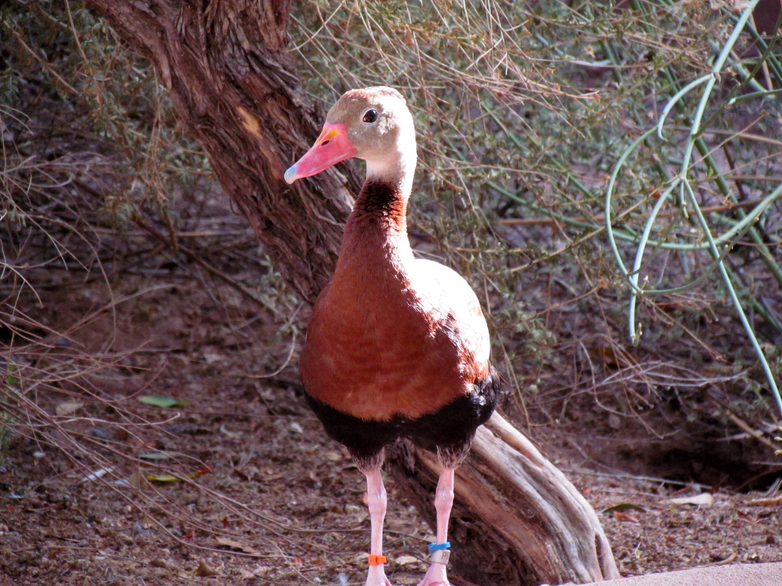 Arizona Trail - Aviary