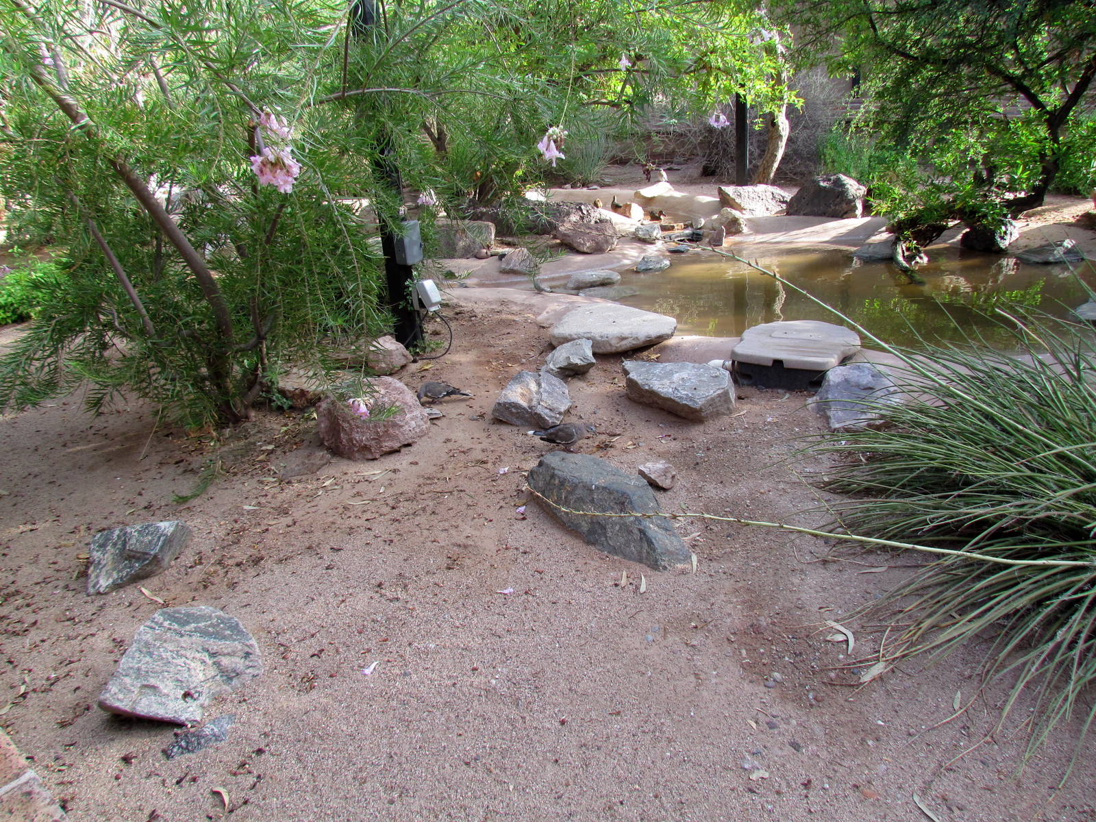 Arizona Trail - Aviary